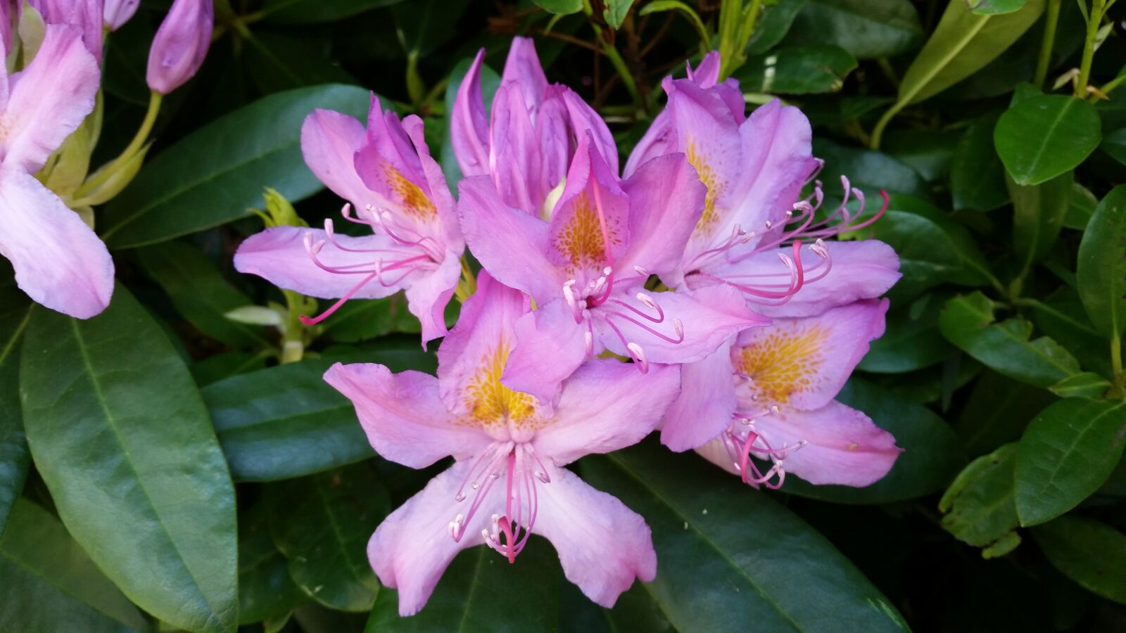 Samsung Galaxy S5 sample photo. Flower, shrub, new zealand photography