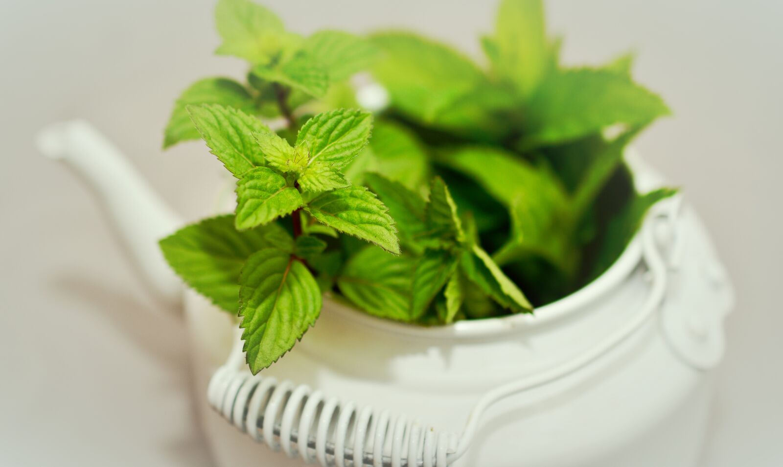 Nikon D5200 sample photo. Peppermint, medicinal plant, medicinal photography