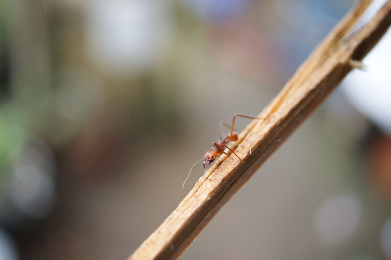 Sony Alpha DSLR-A390 sample photo. Insects, area, kettle photography