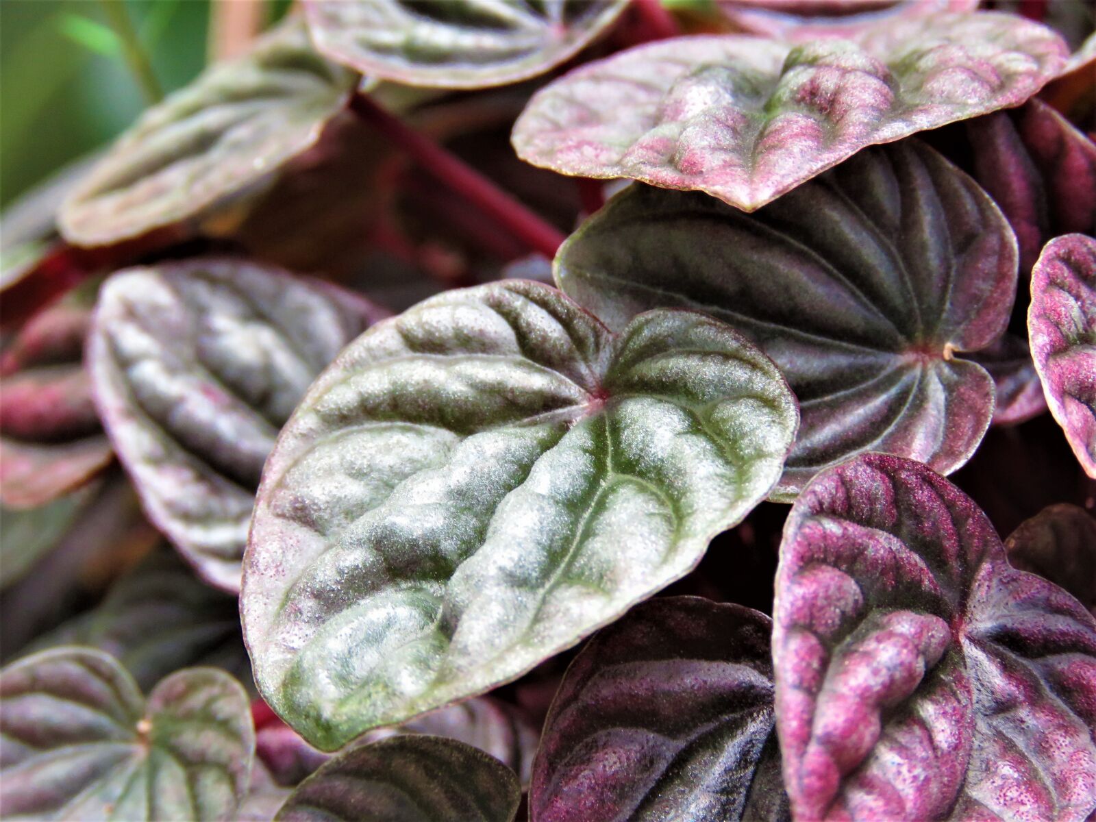 Canon PowerShot SX60 HS sample photo. Leaf, food, nature photography