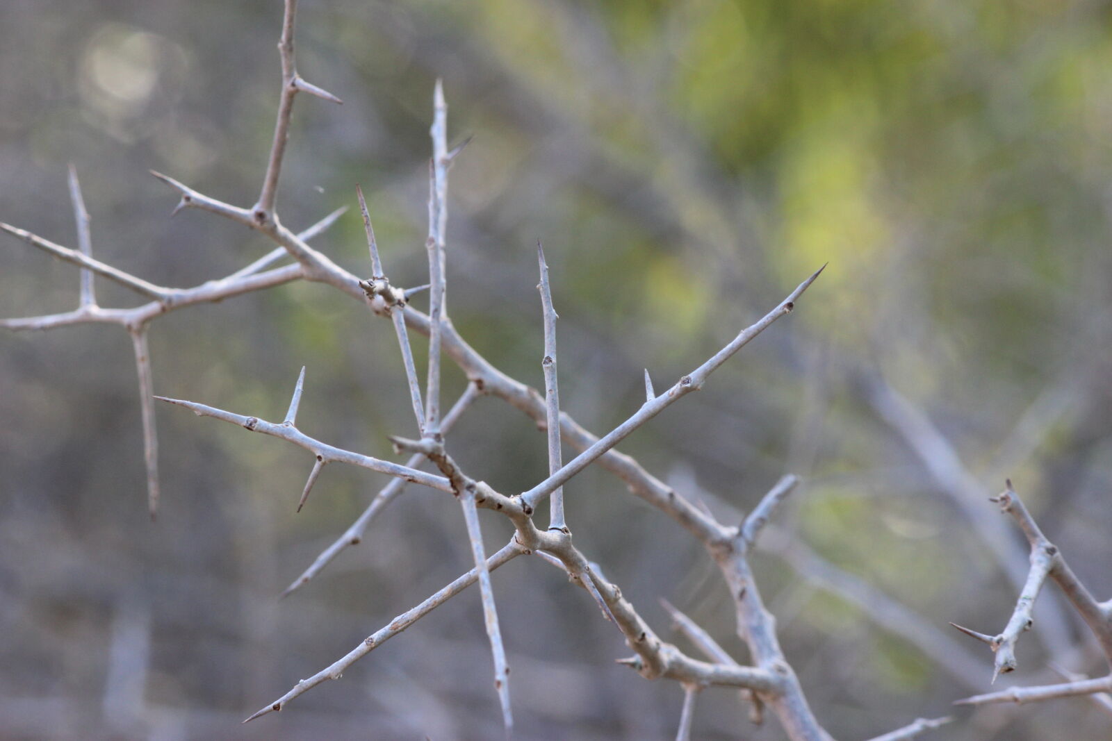 Canon EOS 600D (Rebel EOS T3i / EOS Kiss X5) sample photo. Branch, brown, nature, outside photography