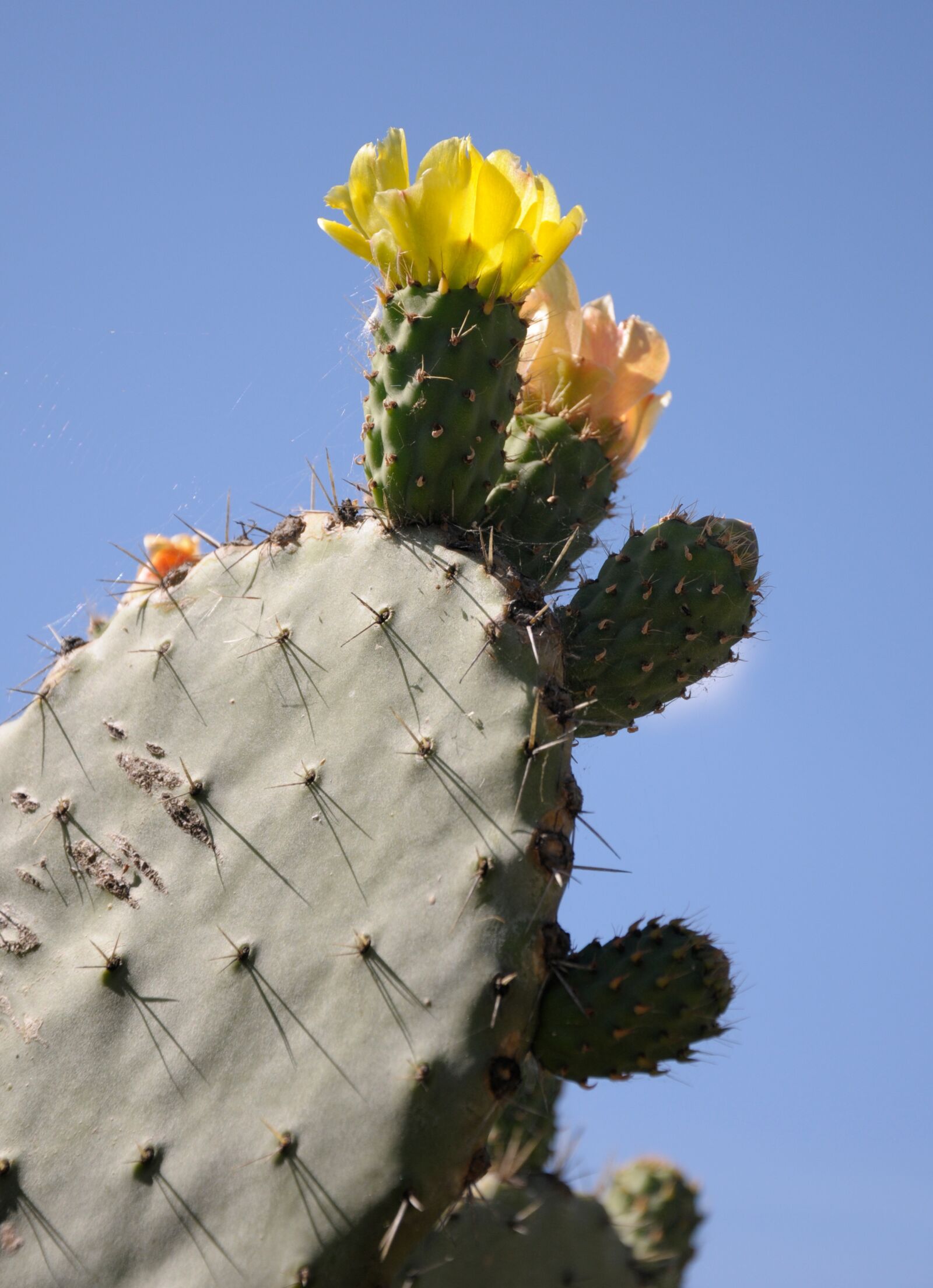 Nikon D300 sample photo. Sardinia, cactus, plant photography