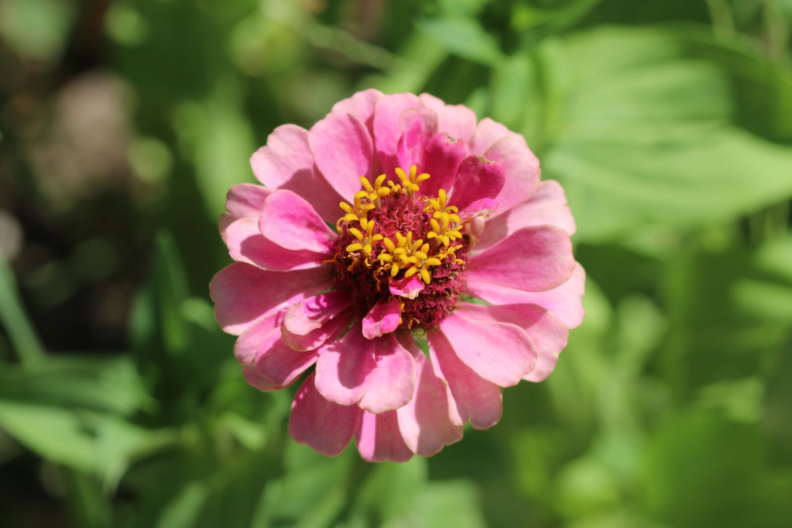 Canon EOS 70D + Canon EF 100mm F2.8 Macro USM sample photo. Rose, nature, flower photography