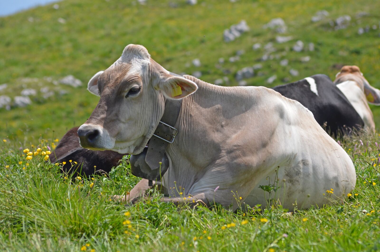 Nikon D5100 sample photo. Cattle, mountain, beef photography