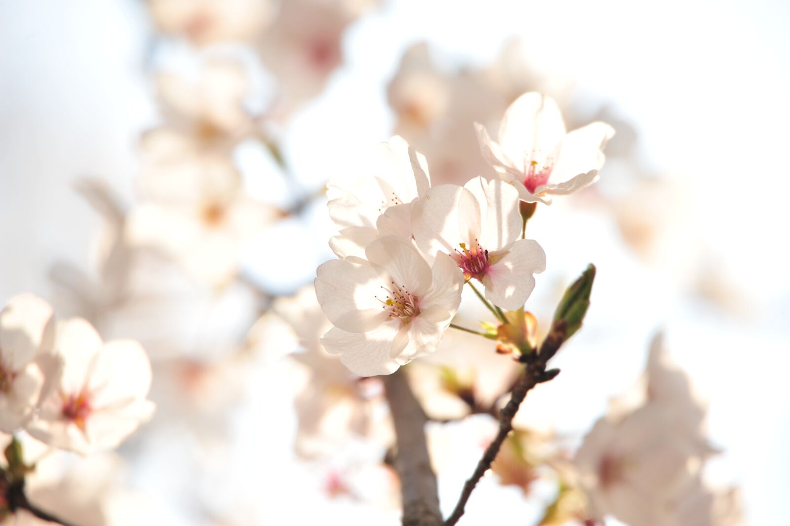 Nikon D700 sample photo. Japan, cherry blossoms, the photography