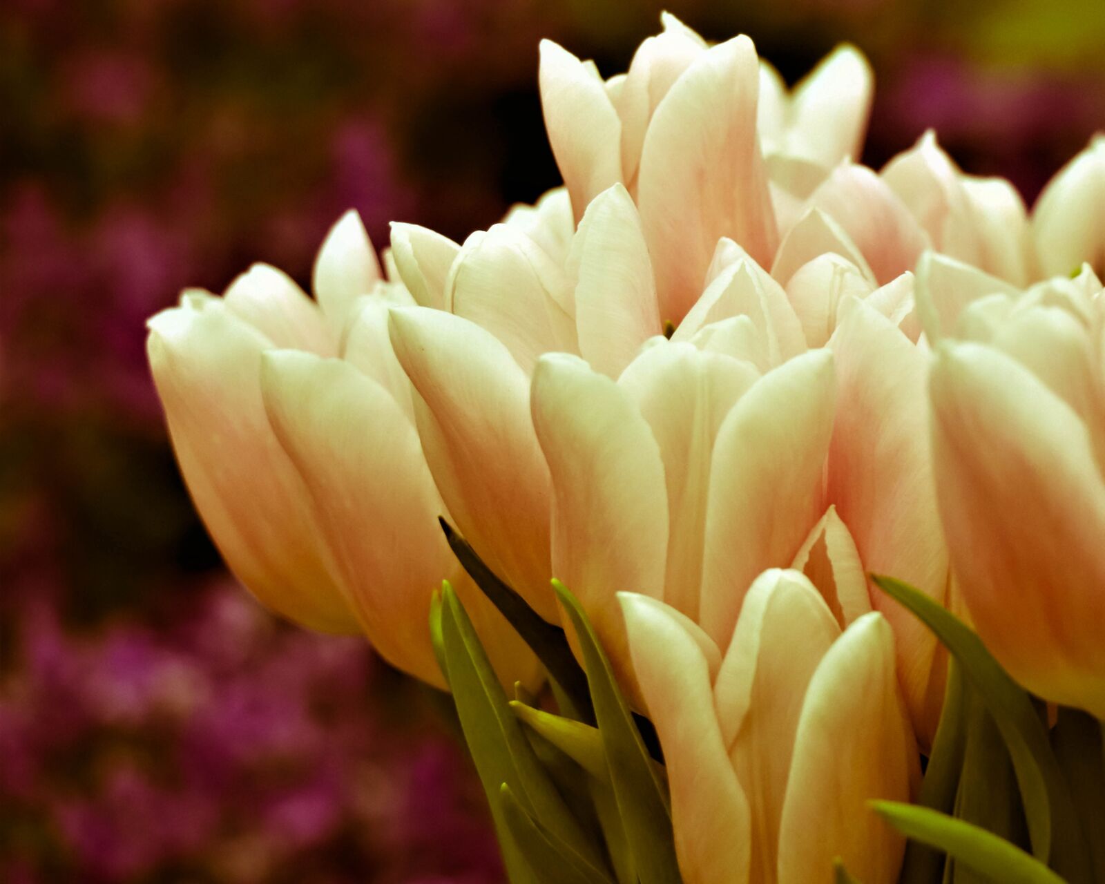 Canon EOS 77D (EOS 9000D / EOS 770D) sample photo. Tulips, bouquet, flowers photography