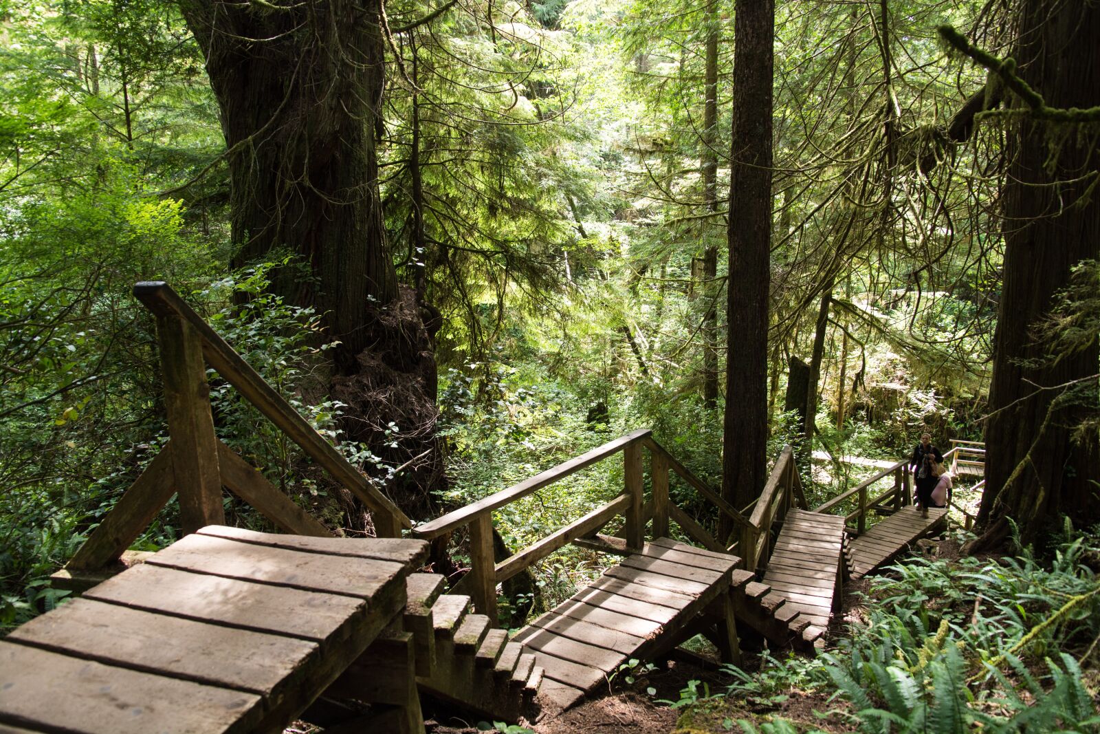 Nikon D3200 sample photo. Forest, path, trees photography