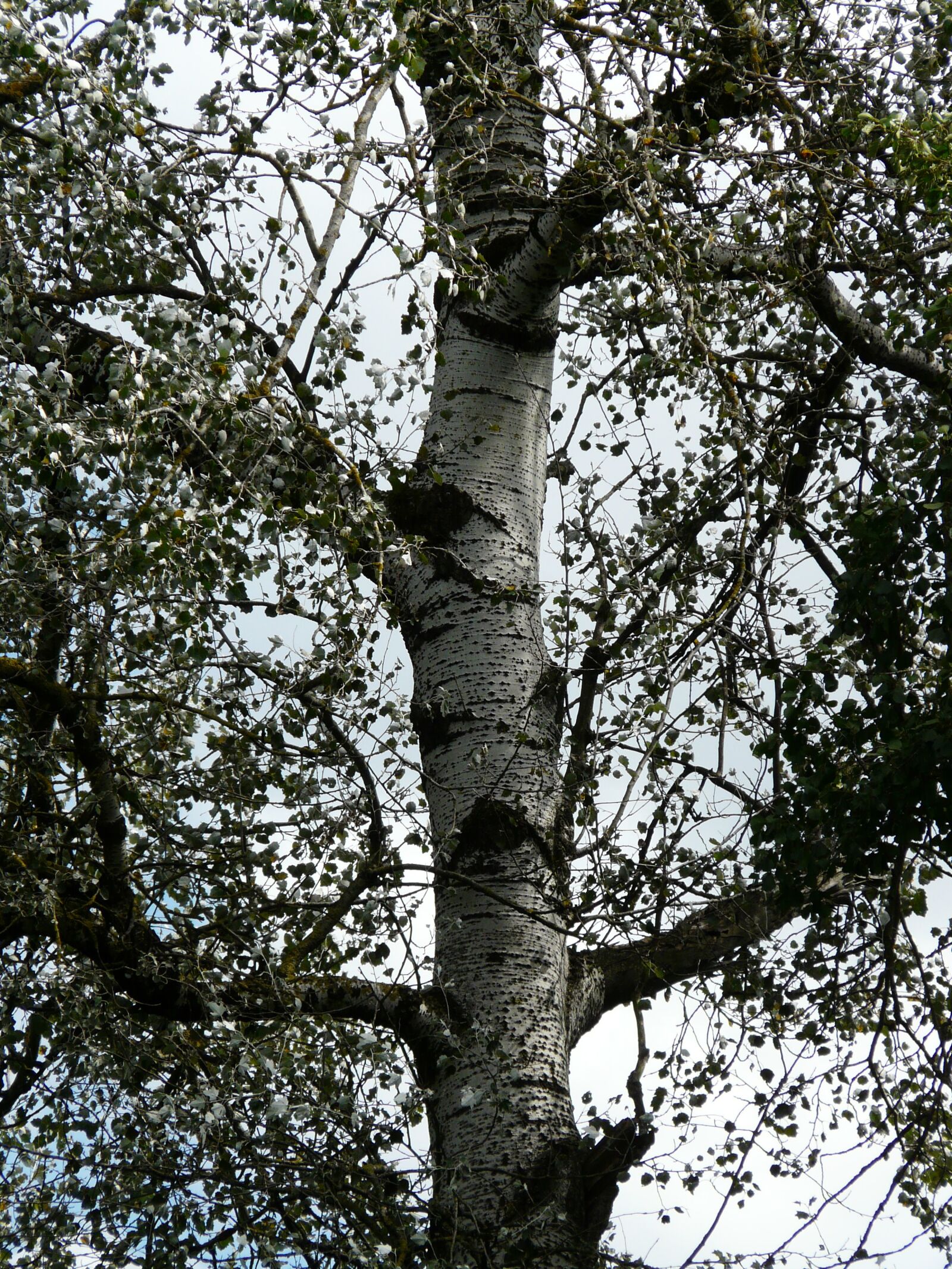 Panasonic DMC-FZ18 sample photo. Populus alba, log, bark photography