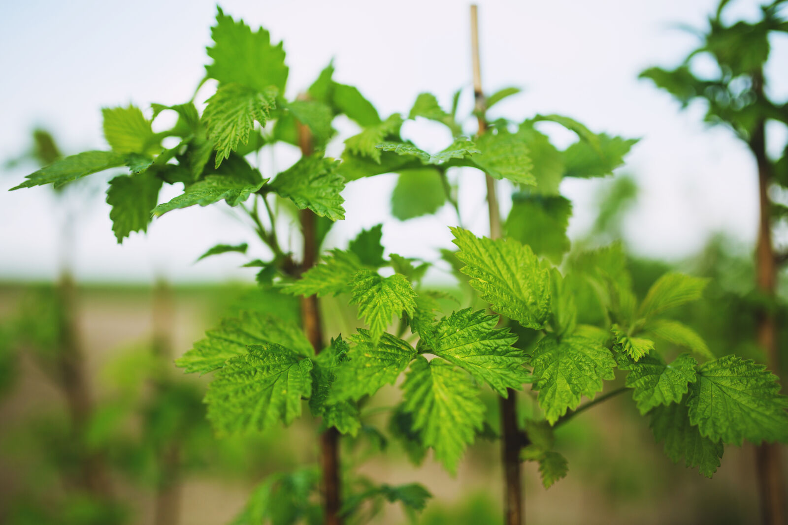 Canon EOS 6D + Sigma 35mm F1.4 DG HSM Art sample photo. Raspberry, young, leaves photography