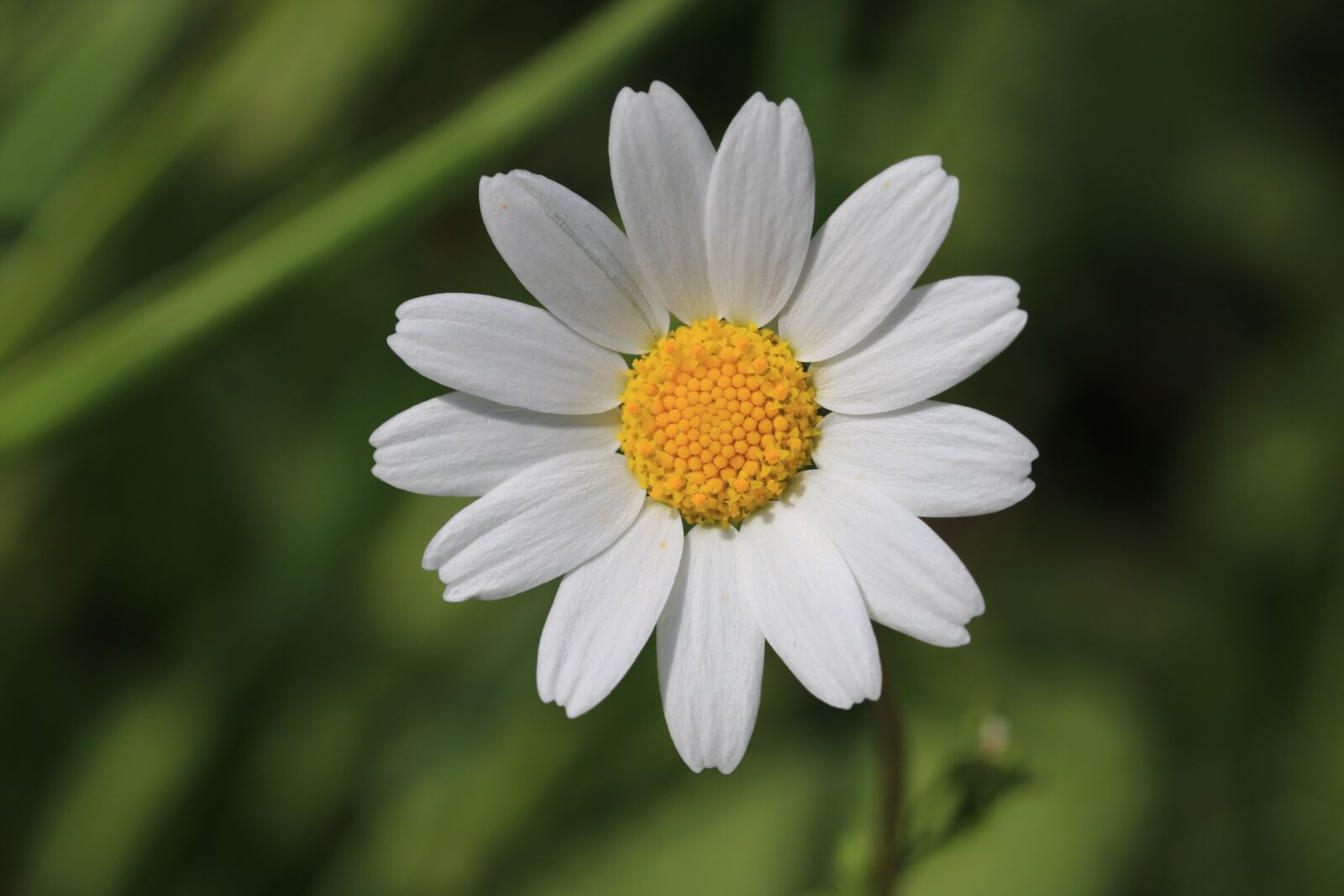 Canon EOS 70D + Canon EF 100mm F2.8 Macro USM sample photo. Daisy, green, flower photography