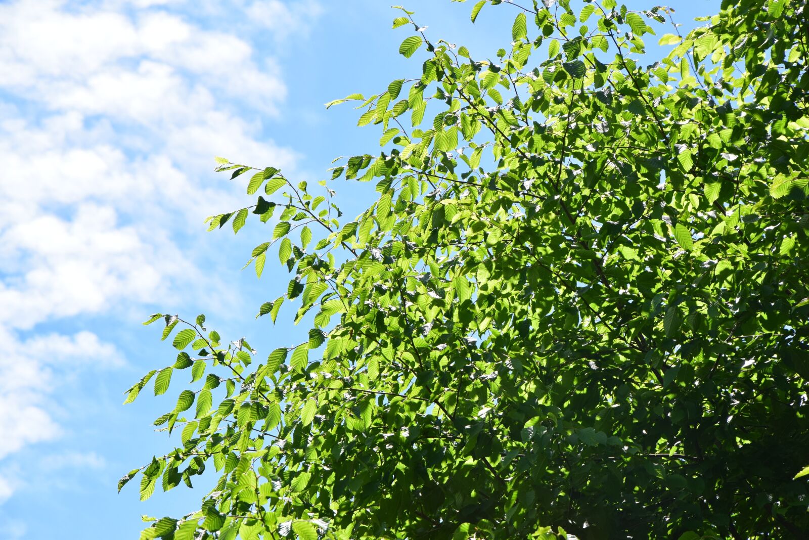 Nikon D3300 sample photo. Clouds, leaves, sky photography