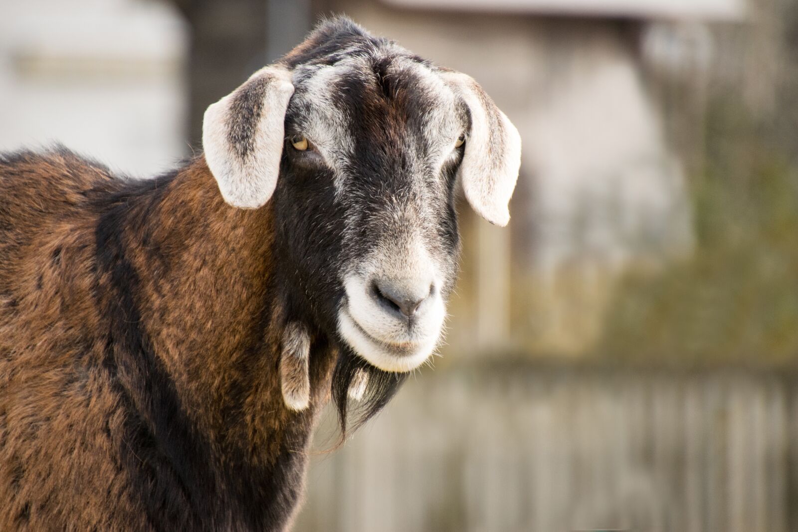 Nikon D3300 sample photo. Animal, mammal, farm photography