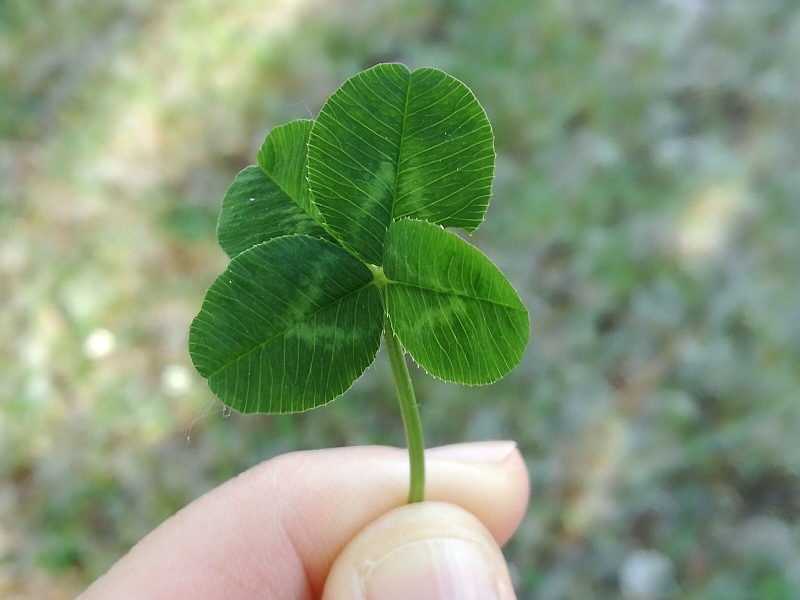 HUAWEI P9 LITE sample photo. Nature, good luck, lucky photography