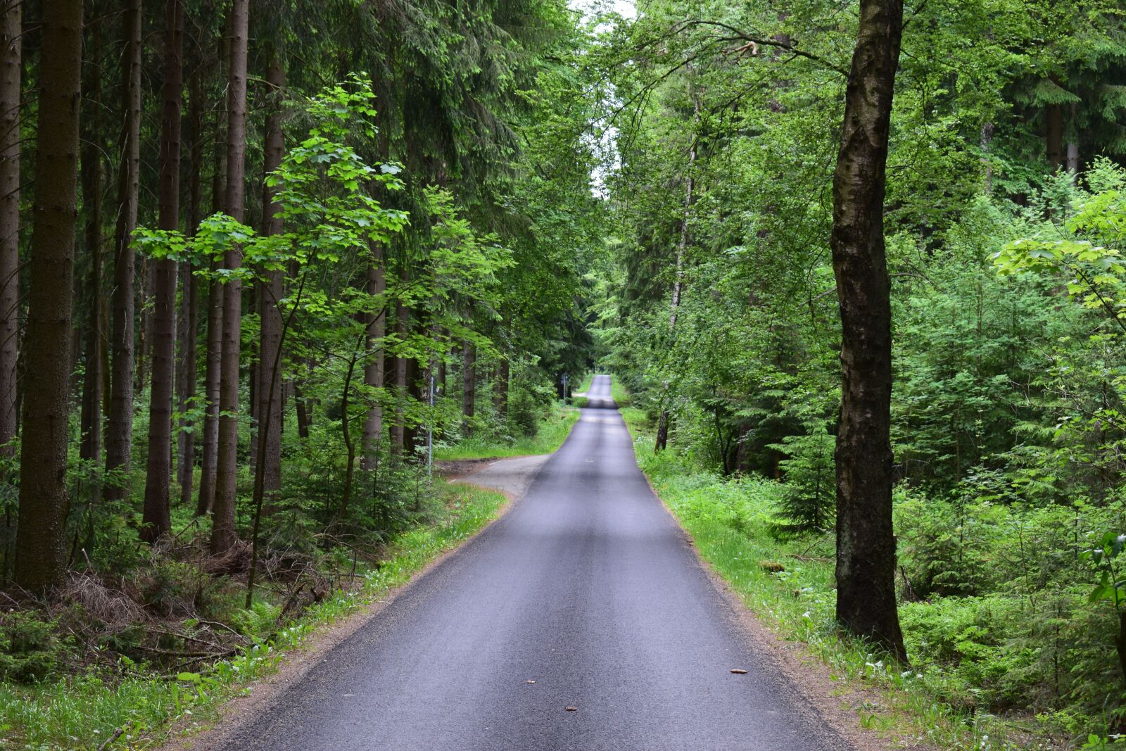Nikon D5300 sample photo. Forest path, road, away photography