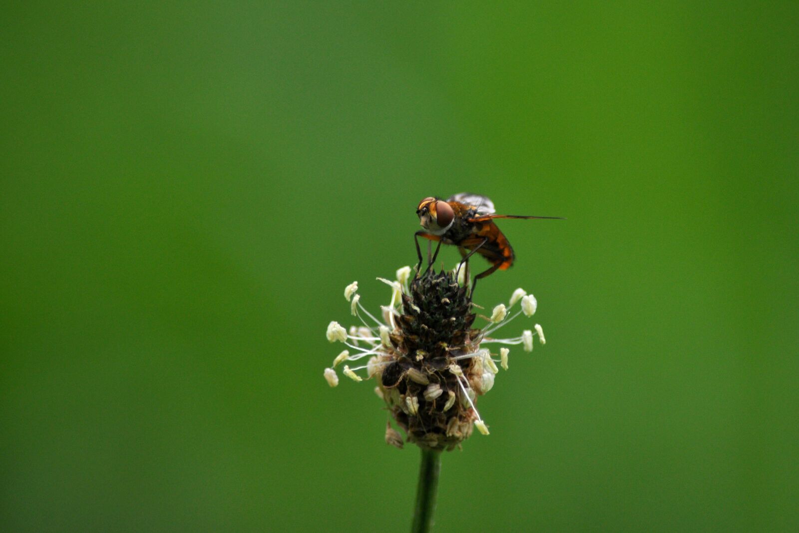 Nikon D90 sample photo. Hoverfly, syrphidae, insect photography