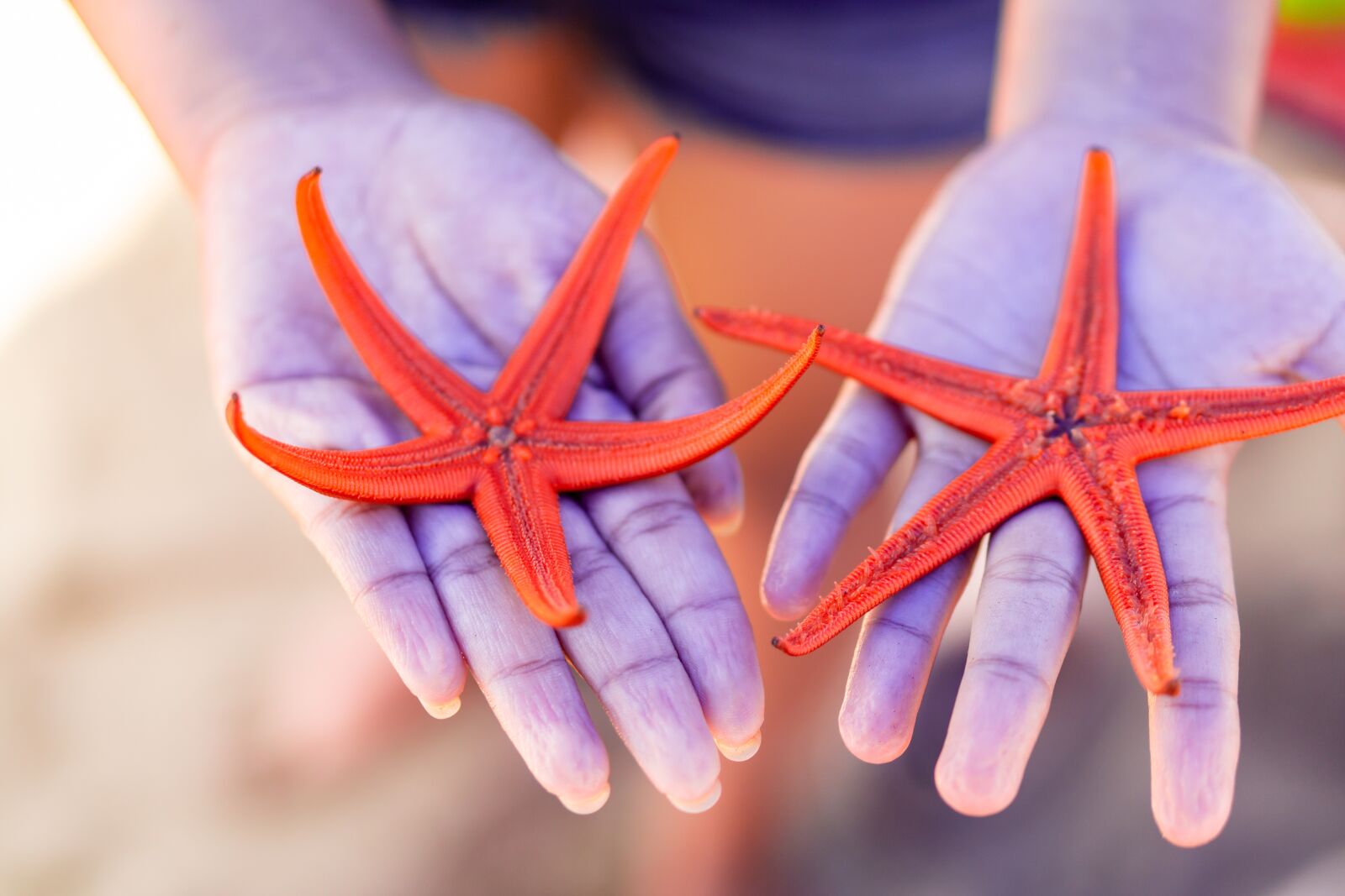 E 50mm F1.8 OSS sample photo. Star, starfish, sea photography