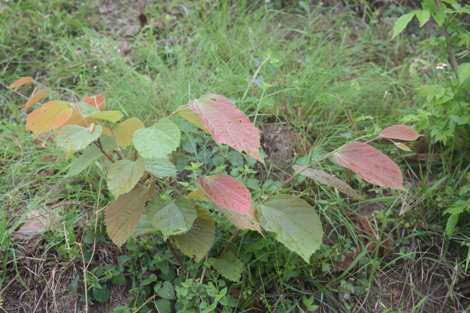 Nikon D5300 sample photo. Tree leaf, animal food photography