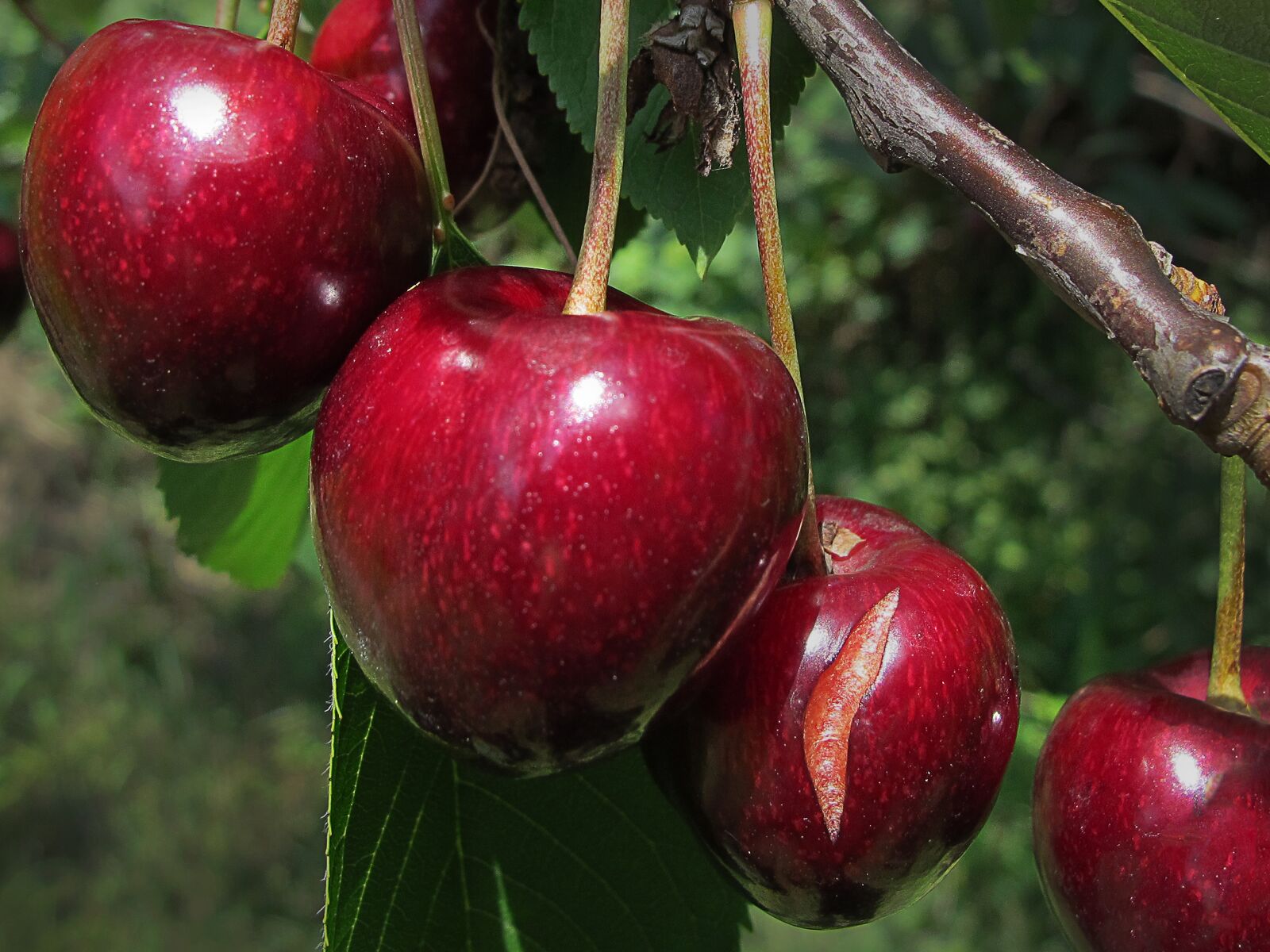 Canon PowerShot G12 sample photo. Cherry, cherries, sweet cherry photography