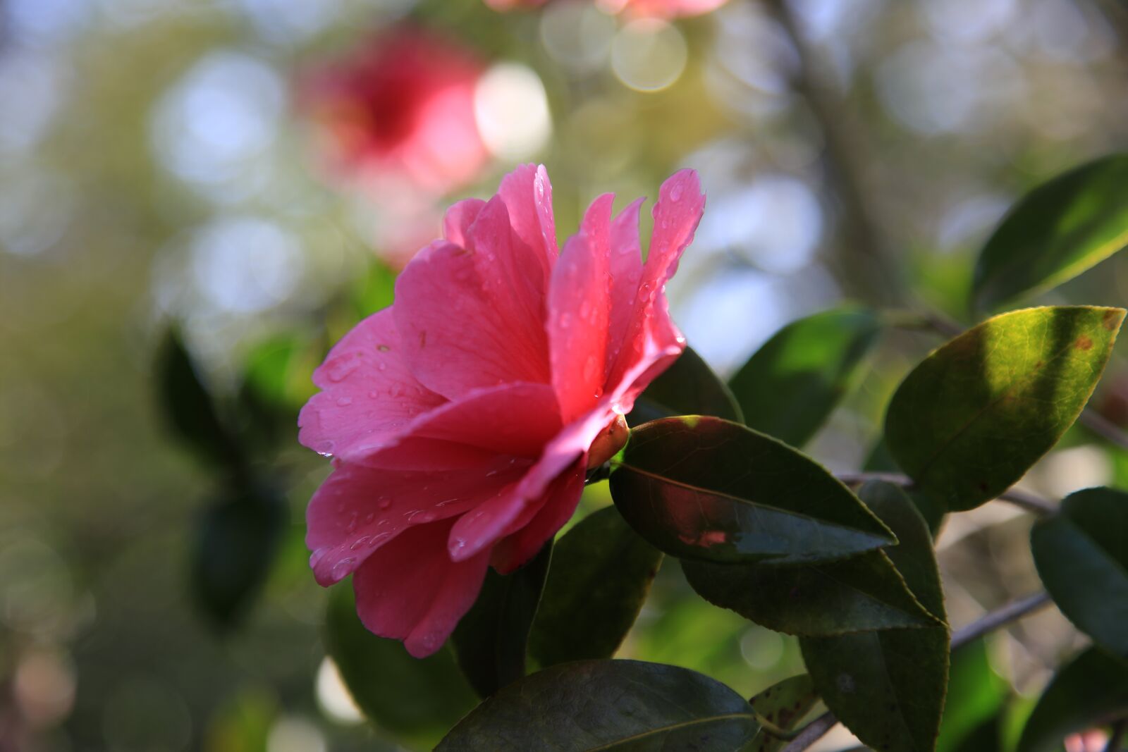 Canon EOS 6D + Canon EF 24-105mm F4L IS USM sample photo. Camellia, camellia flower, flowers photography
