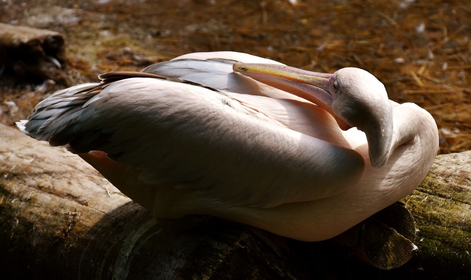 Nikon D7200 sample photo. Pelikan, bird, bill photography