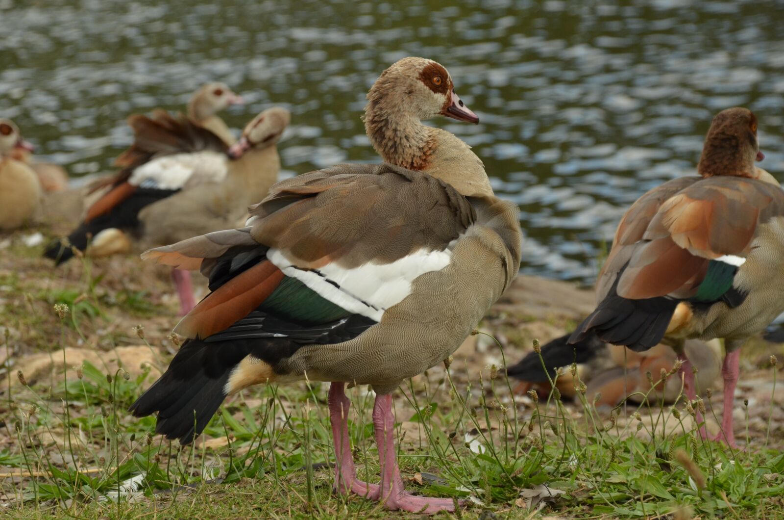 Nikon D7000 sample photo. Goose, nile goose, bird photography
