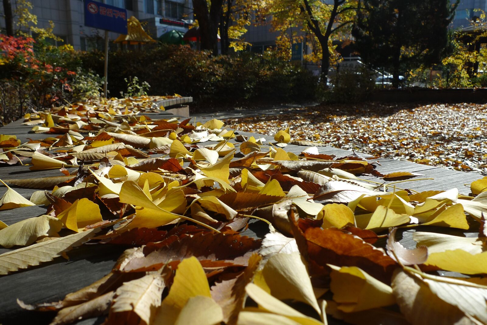 Panasonic Lumix DMC-LX3 sample photo. Autumn, autumn leaves, blue photography