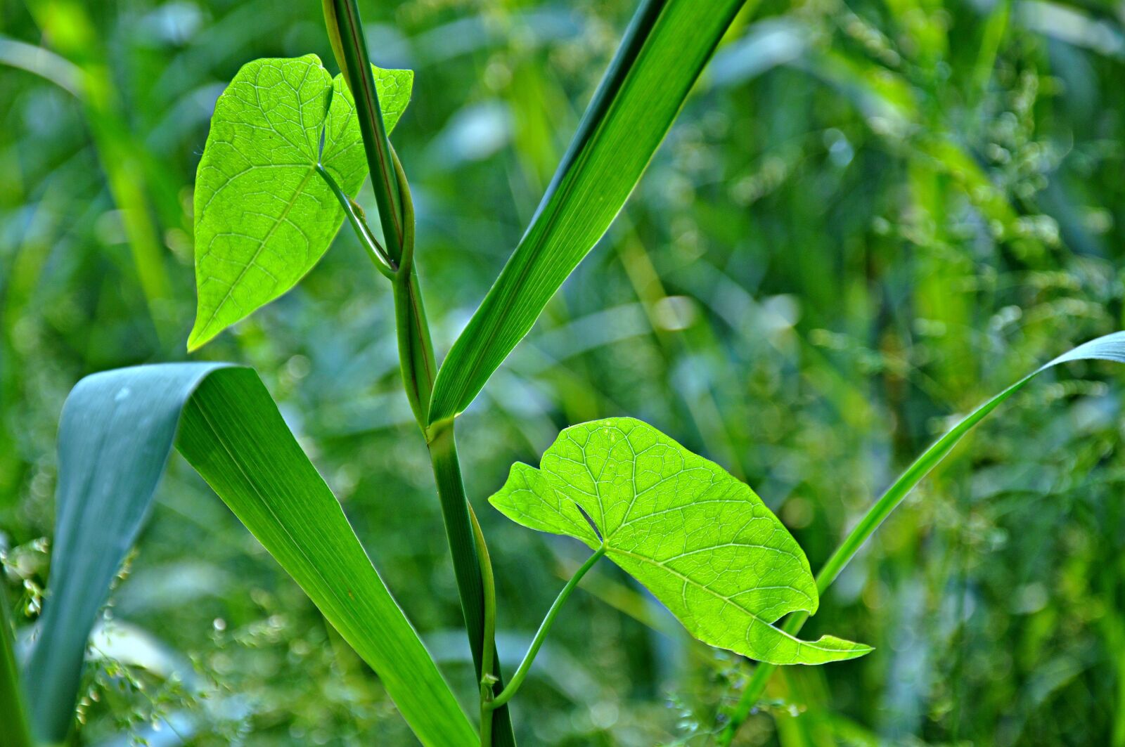 Nikon D90 sample photo. Rushes, juncaceae, leaf photography