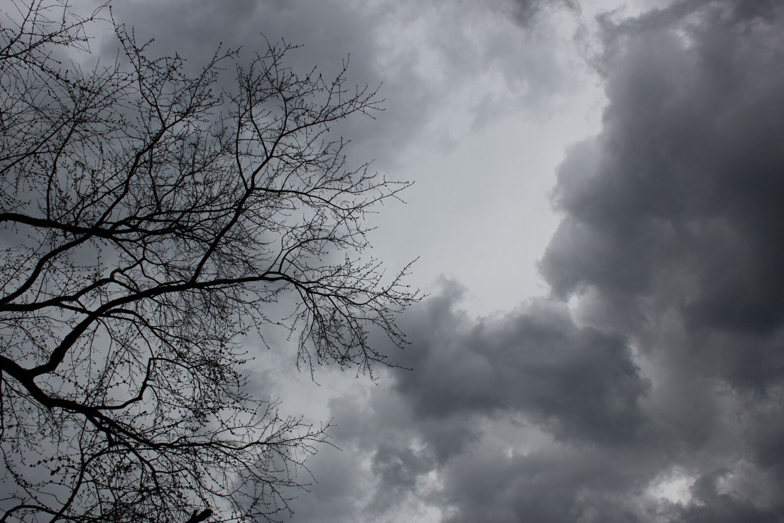 Canon EOS 600D (Rebel EOS T3i / EOS Kiss X5) sample photo. Clouds, tree, dark photography