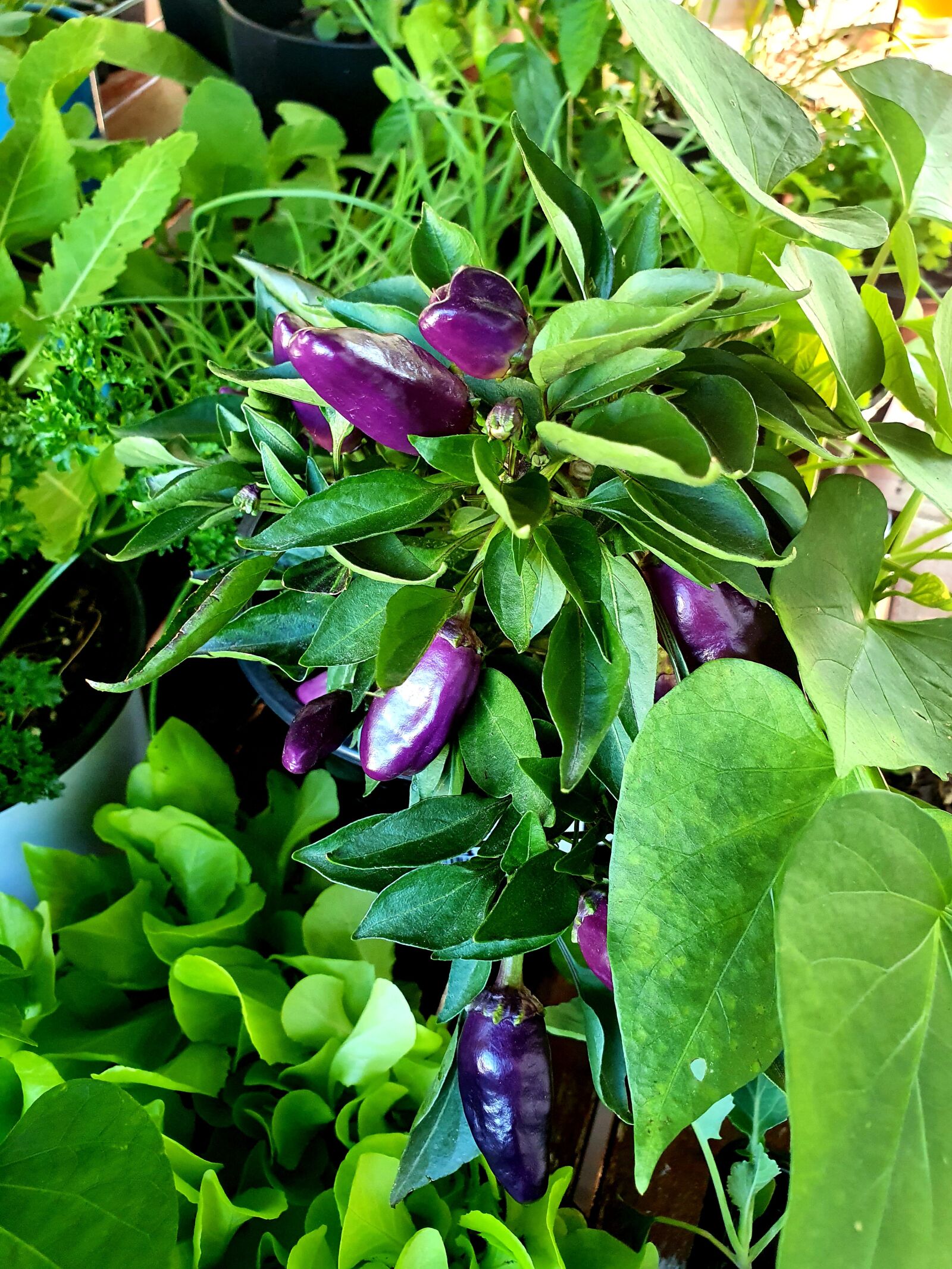 Samsung Galaxy S10 sample photo. Vegetables, chili, healthy photography