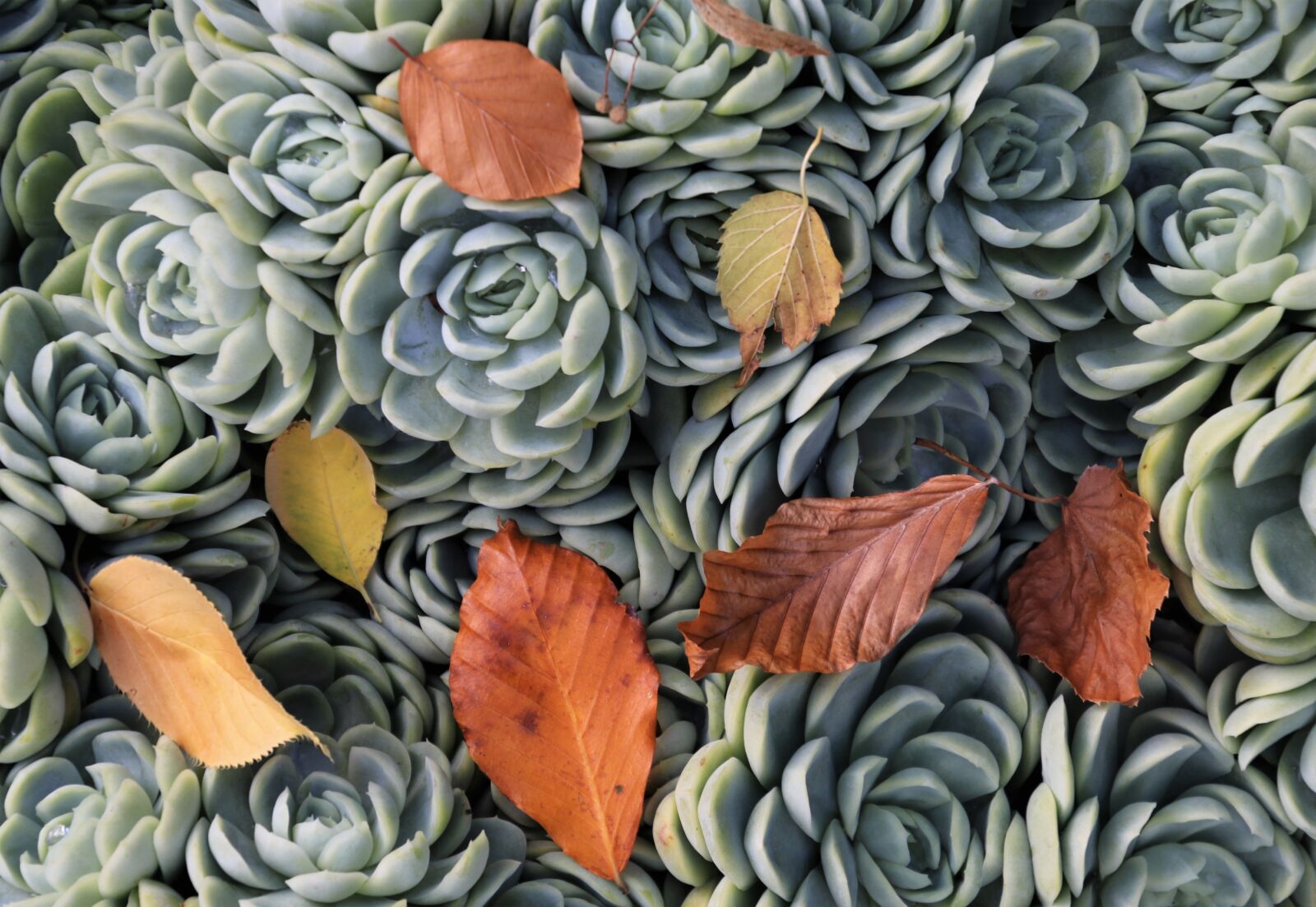 Canon EOS 80D sample photo. Succulents, autumn leaves, plant photography