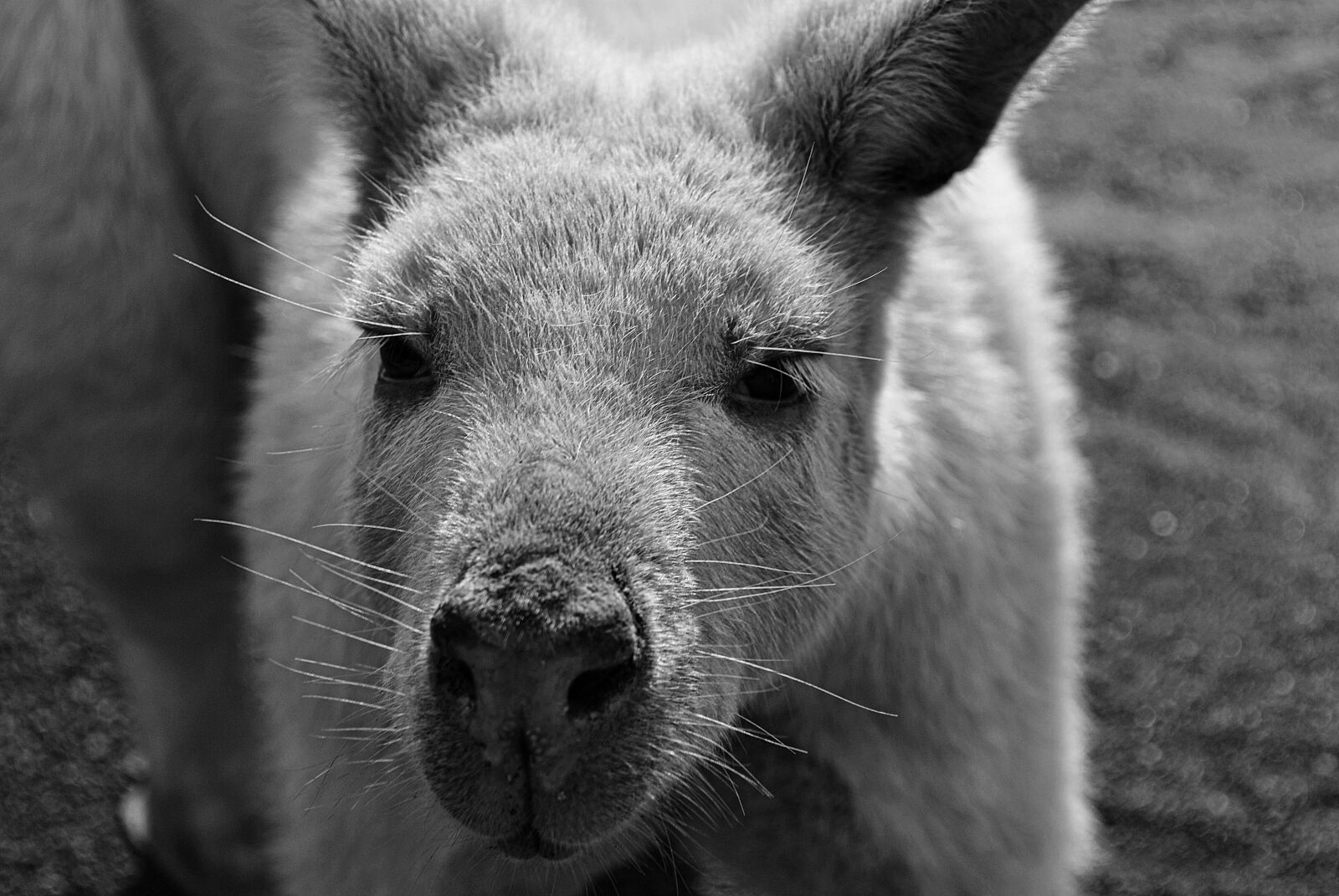 Nikon D3000 sample photo. Kangaroo, nature, australia photography