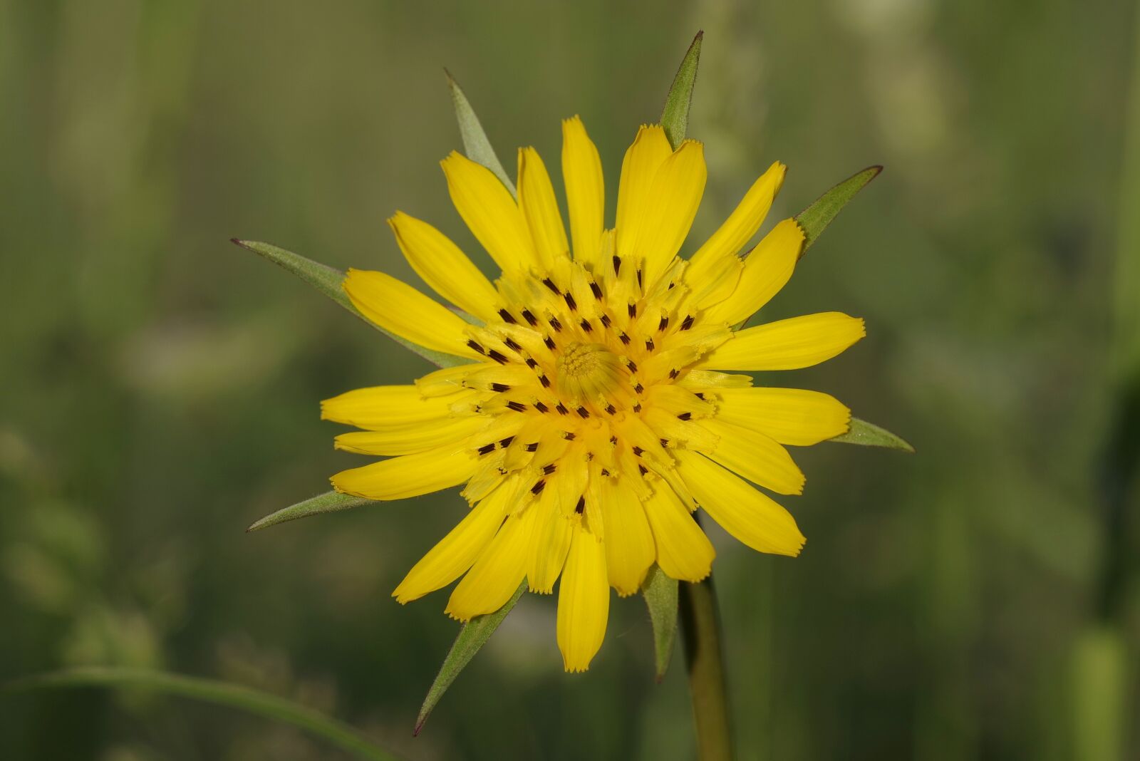 Pentax K-S2 sample photo. Flower, yellow, the petals photography