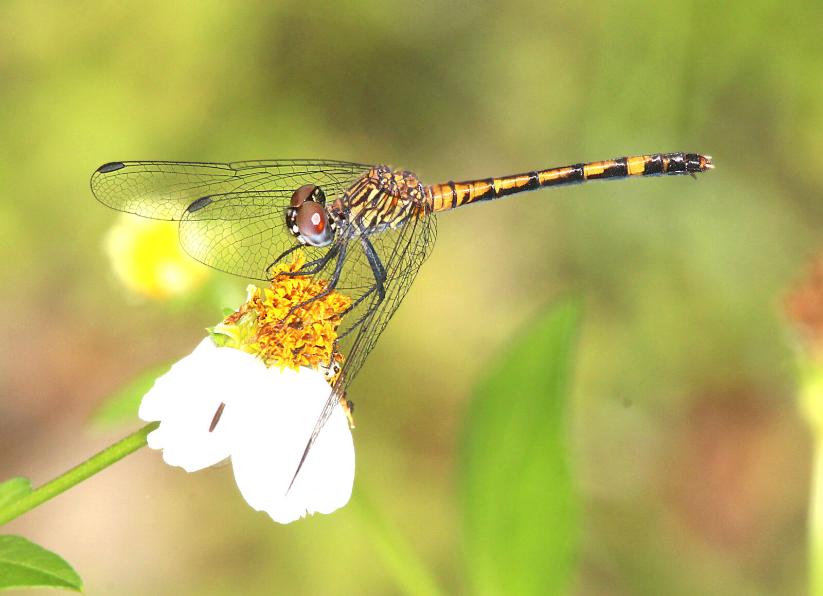 Canon EF 300mm F4L IS USM sample photo