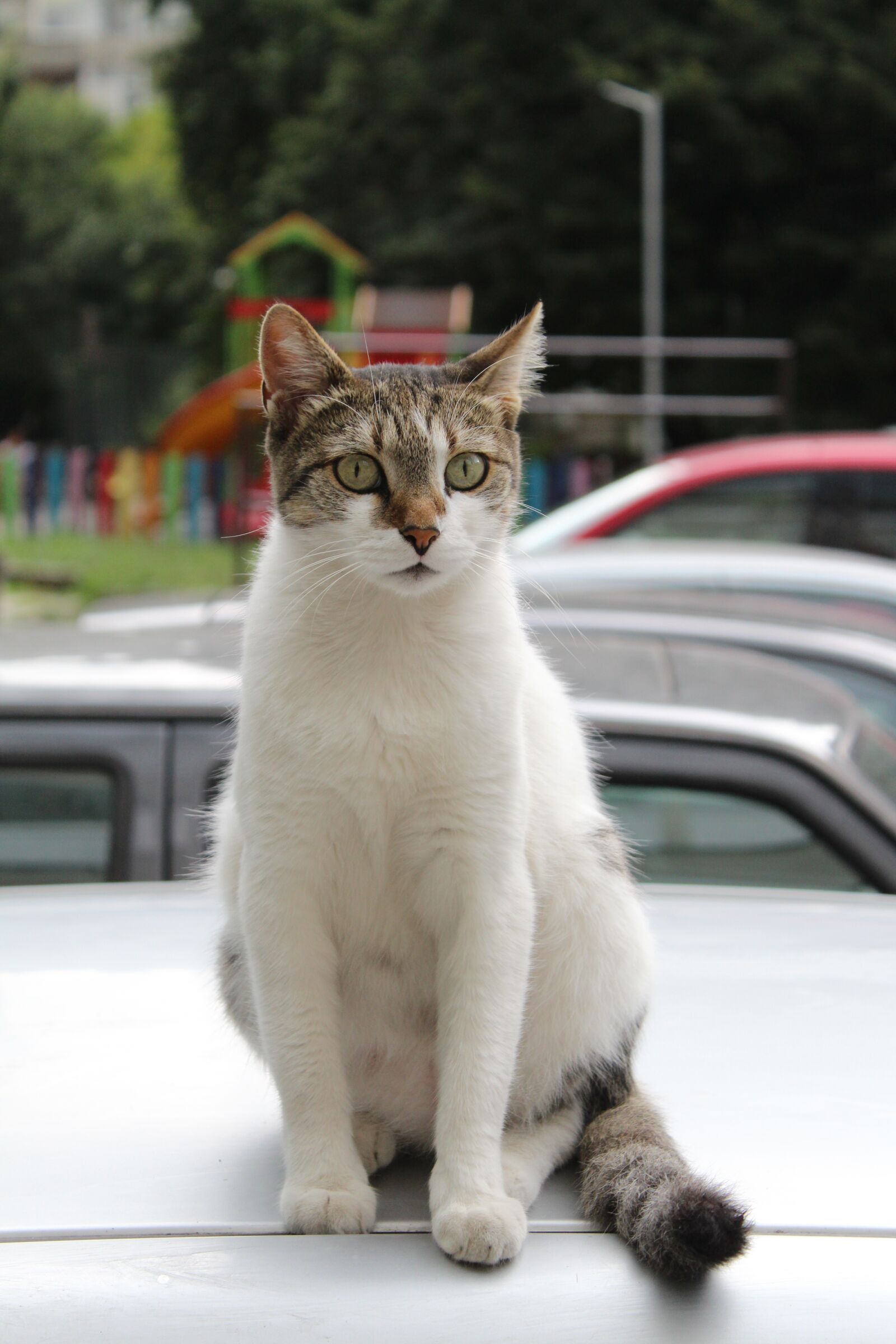 Canon EOS 1300D (EOS Rebel T6 / EOS Kiss X80) sample photo. Cat, white, colorful photography