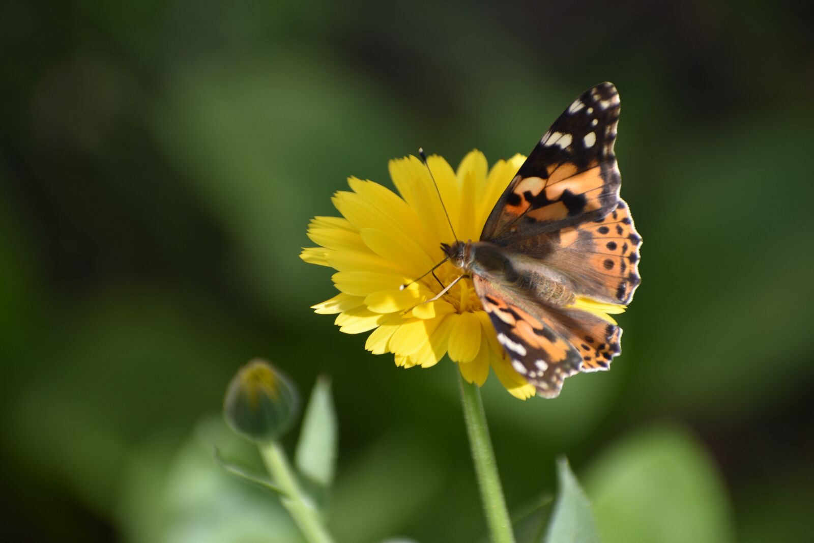 Nikon D3400 sample photo. Butterfly, flower, calendula photography