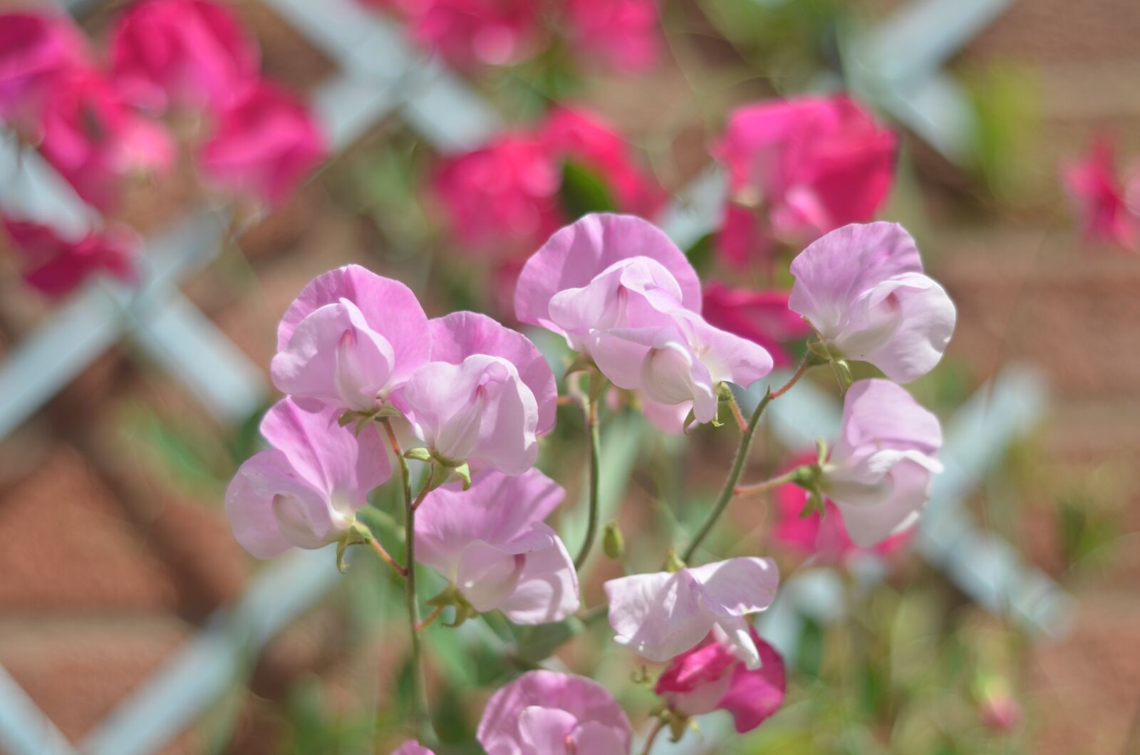 Nikon D7000 sample photo. Sweet, pea, flower photography