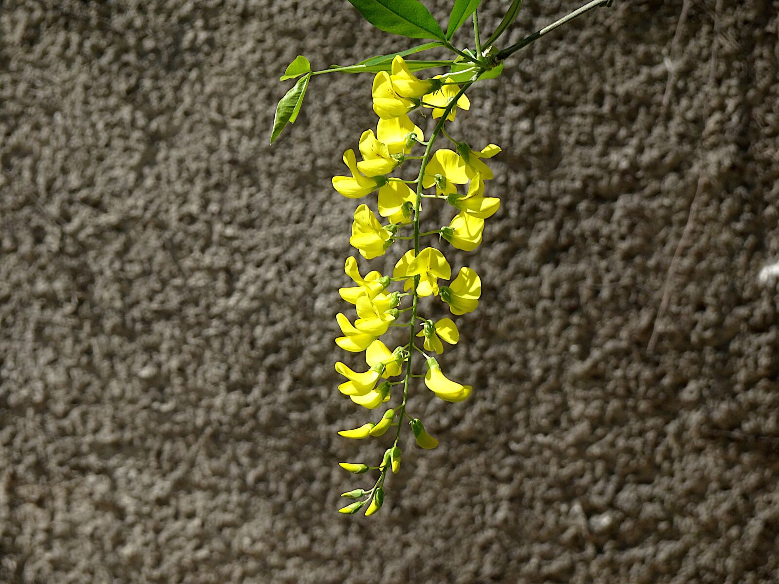 Sony Cyber-shot DSC-HX90V sample photo. Laburnum laburnum, flowering shrub photography