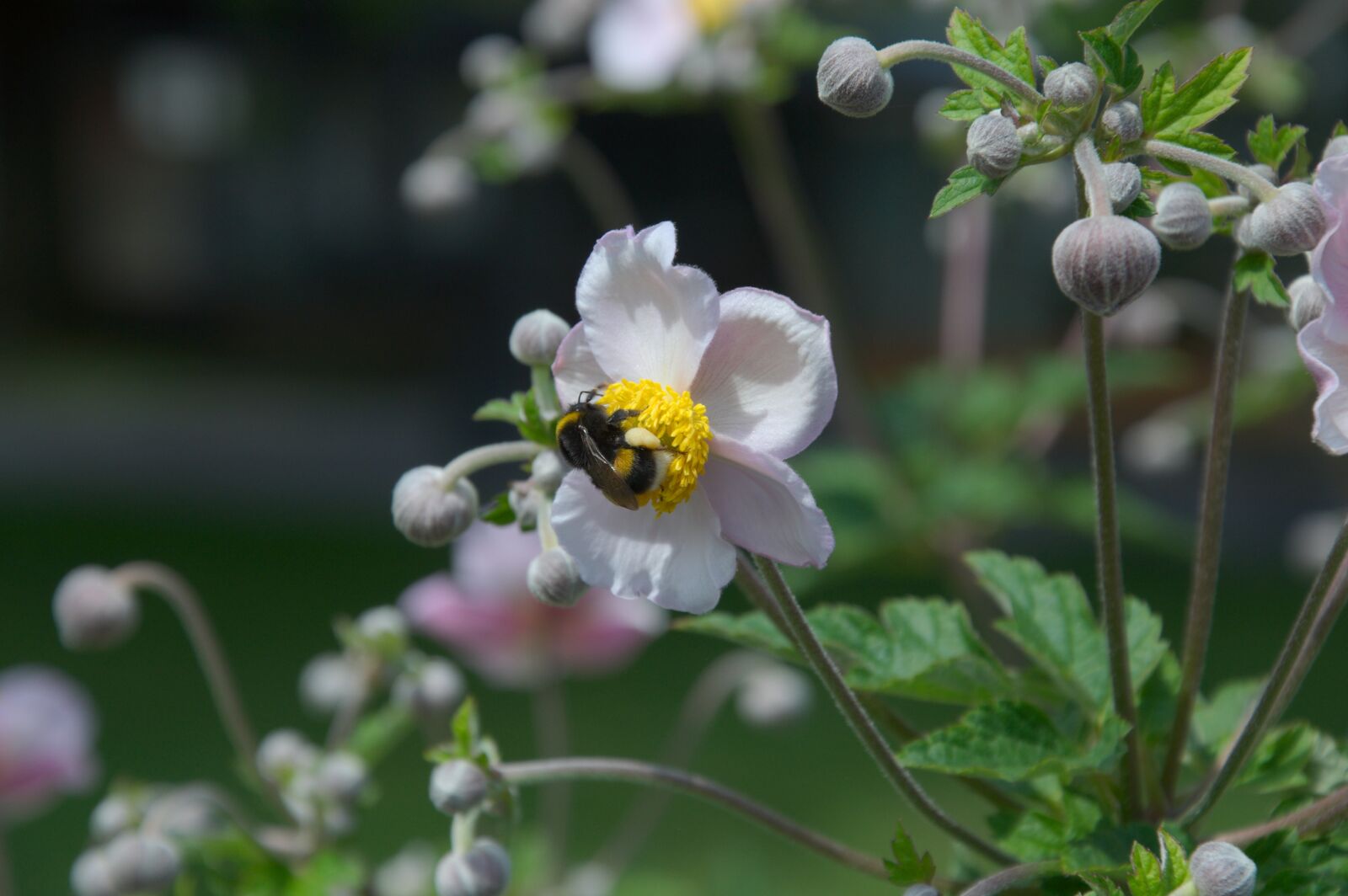 Nikon D5000 sample photo. Blossom, bloom, purple photography