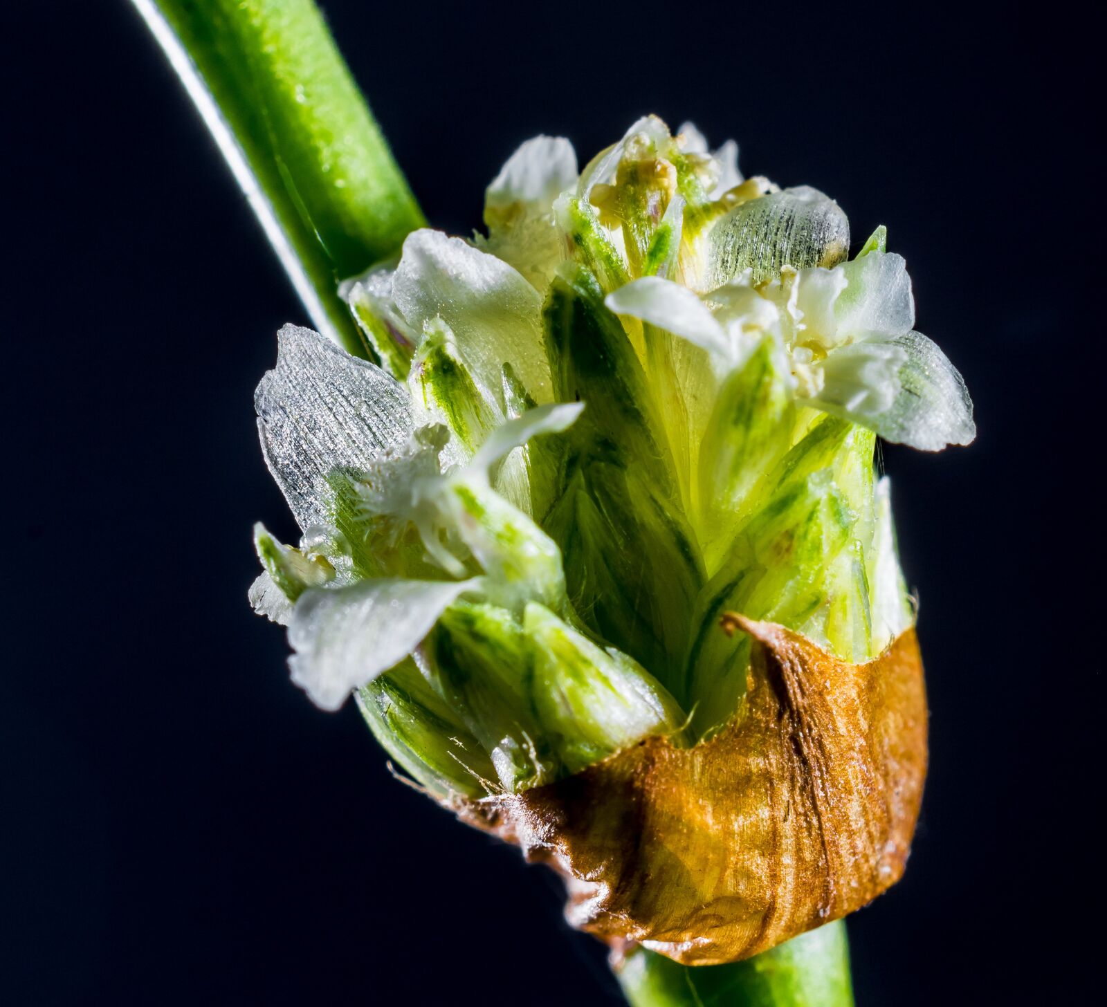 Nikon D5200 sample photo. Small flower, wild flower photography