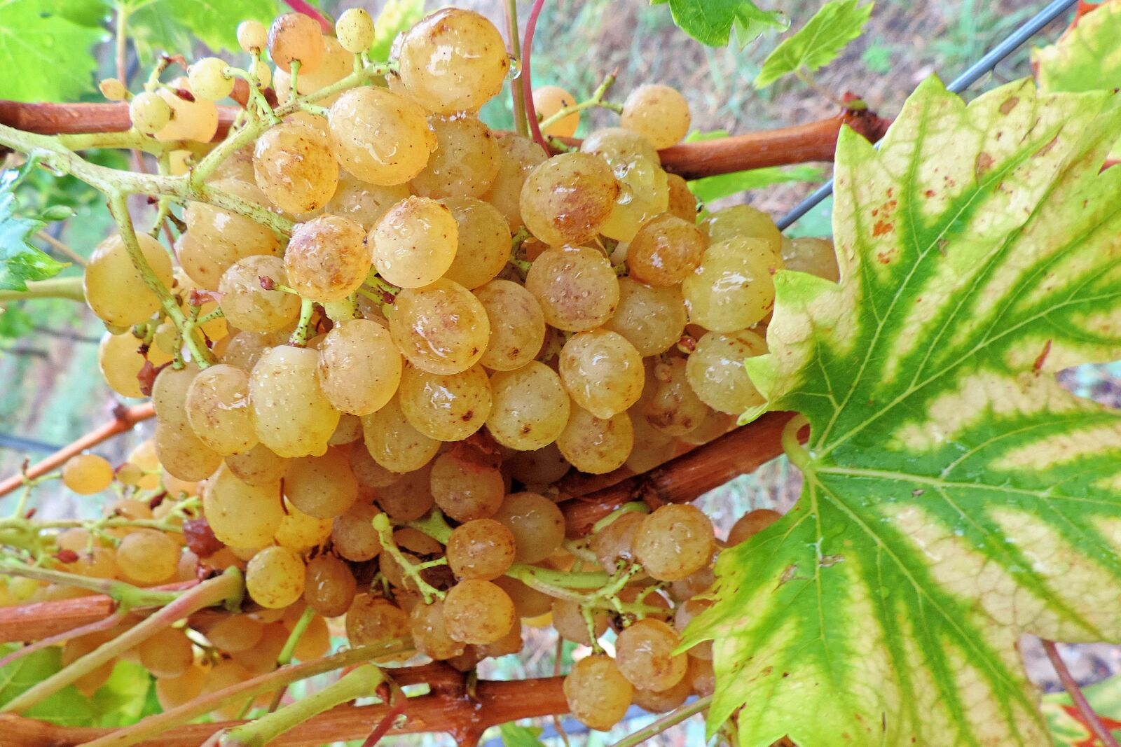 Nikon Coolpix P520 sample photo. Grapes, raindrop, green grapes photography