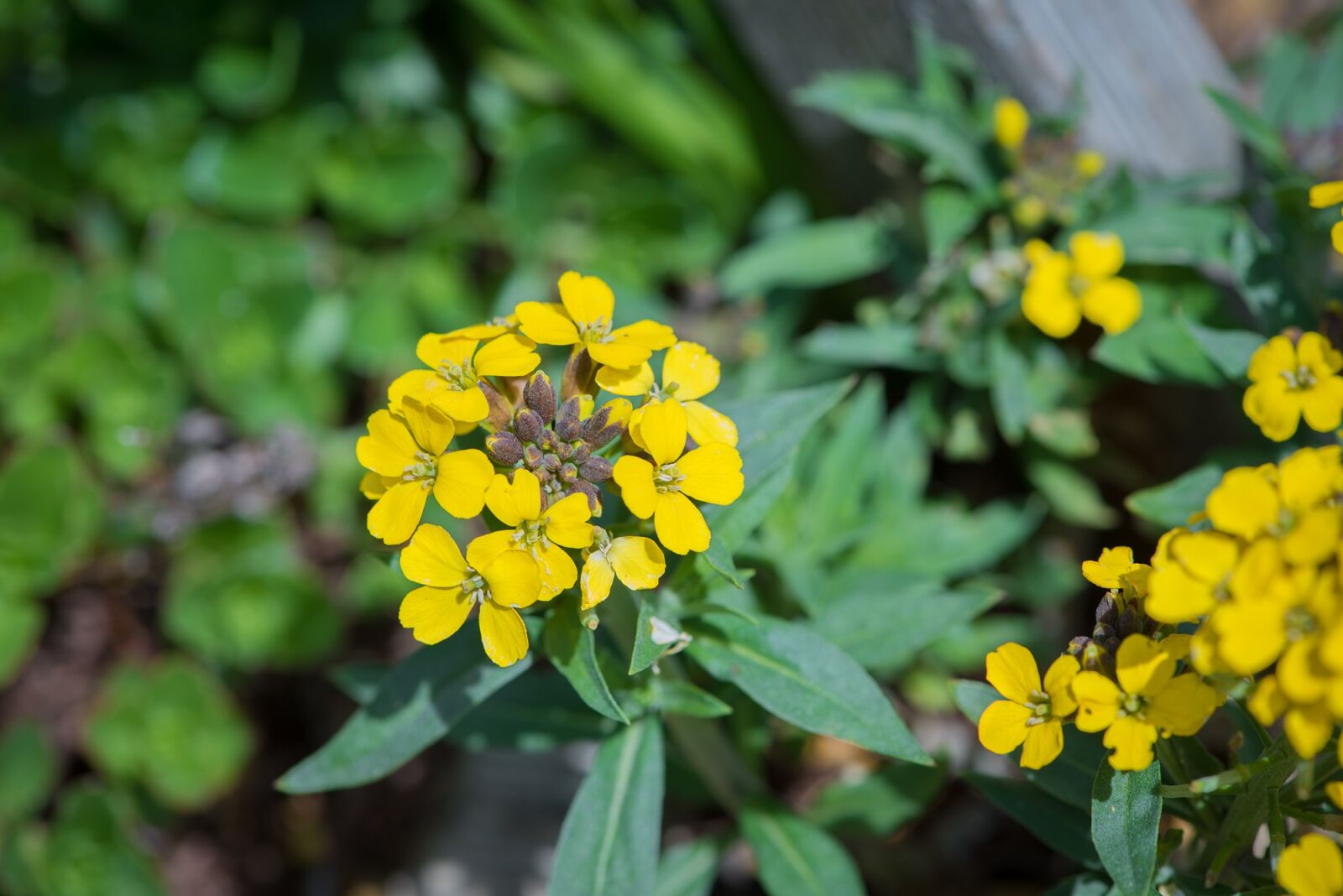 Nikon D750 sample photo. Flower, yellow, rock stone photography