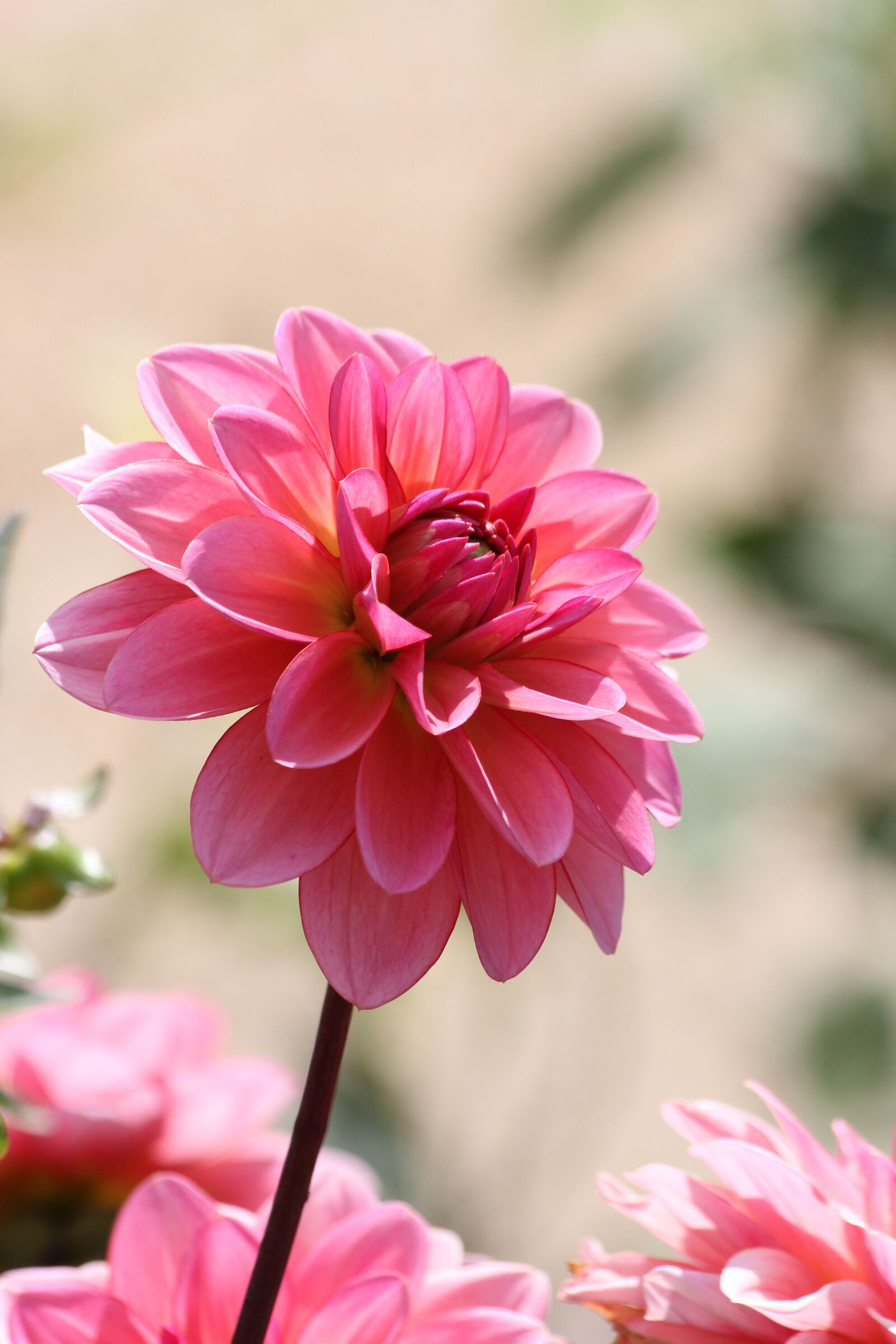 Canon EF 70-300mm F4-5.6 IS USM sample photo. Dahlia, pink, flower photography