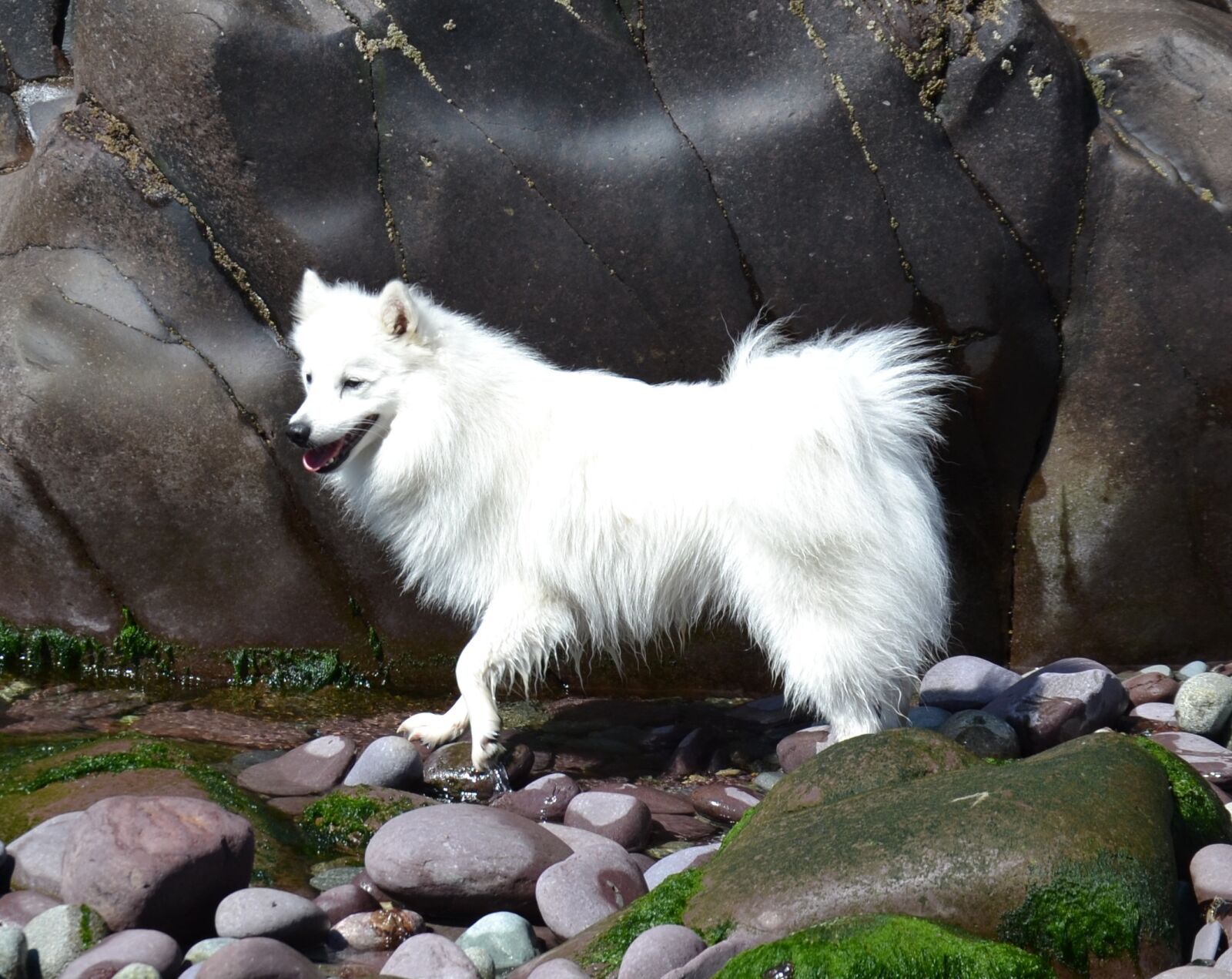 Nikon D3100 sample photo. Japanese, spitz, white photography