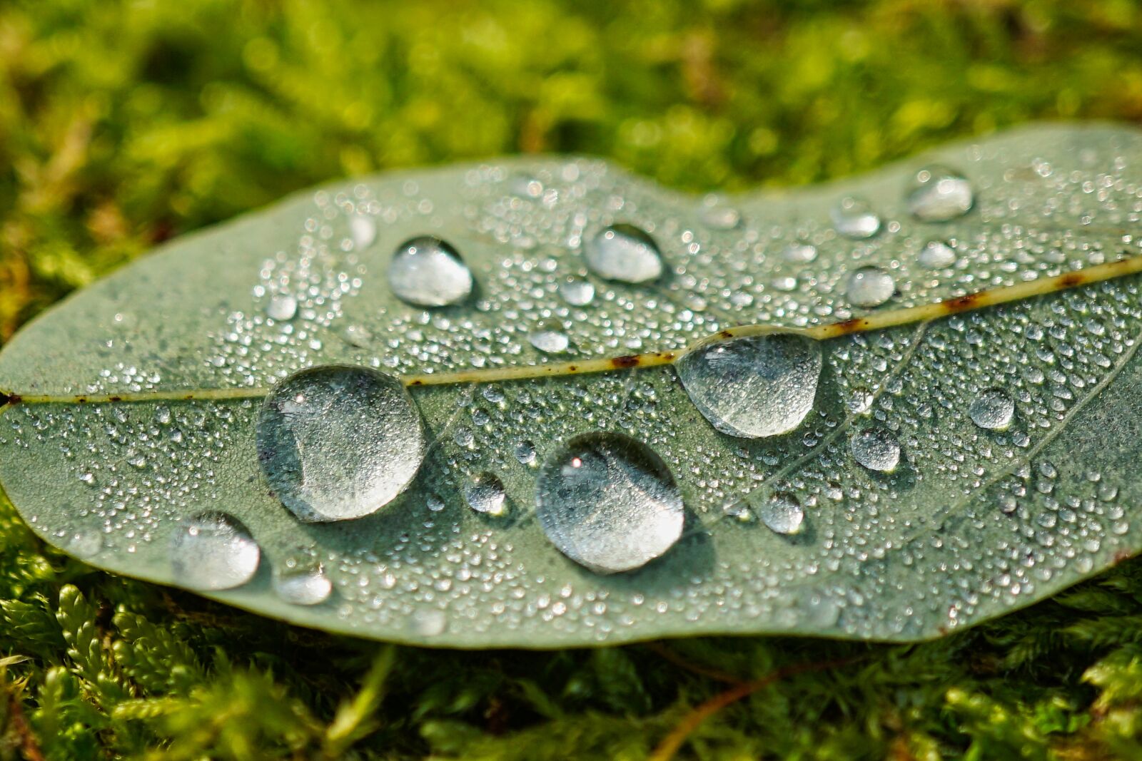 Sony a5100 sample photo. Moist, wet, leaf photography