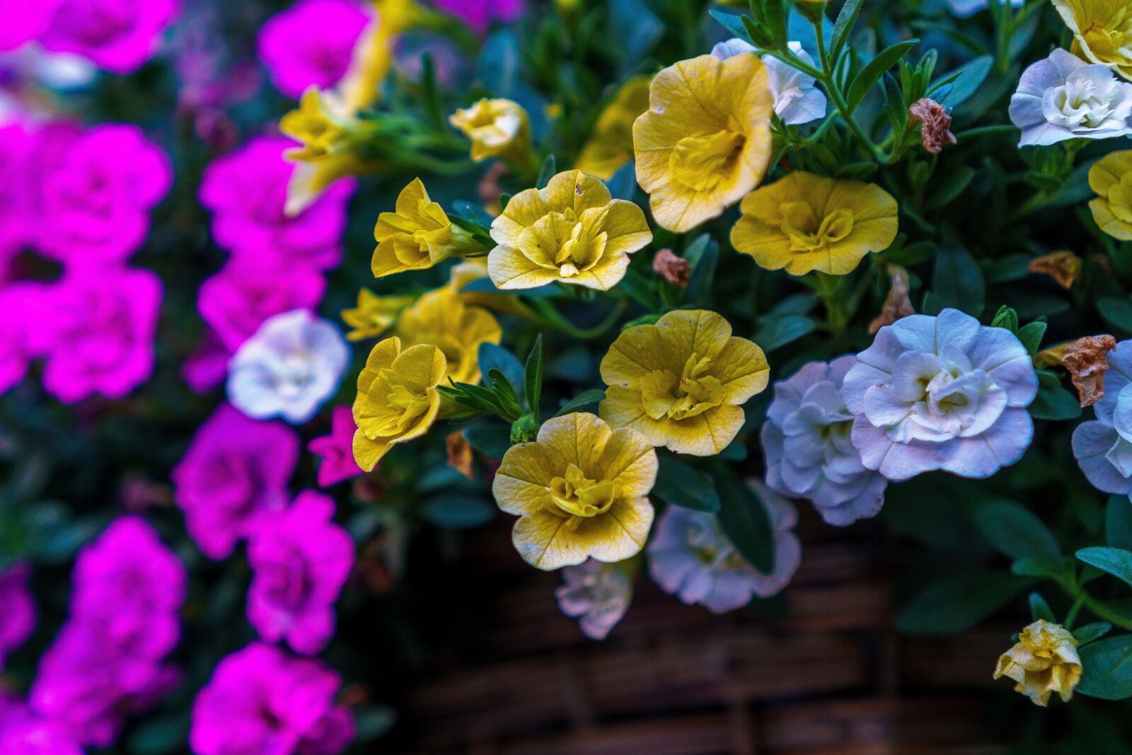 Sony a6000 + Sony E 35mm F1.8 OSS sample photo. Flower, garden, nature photography