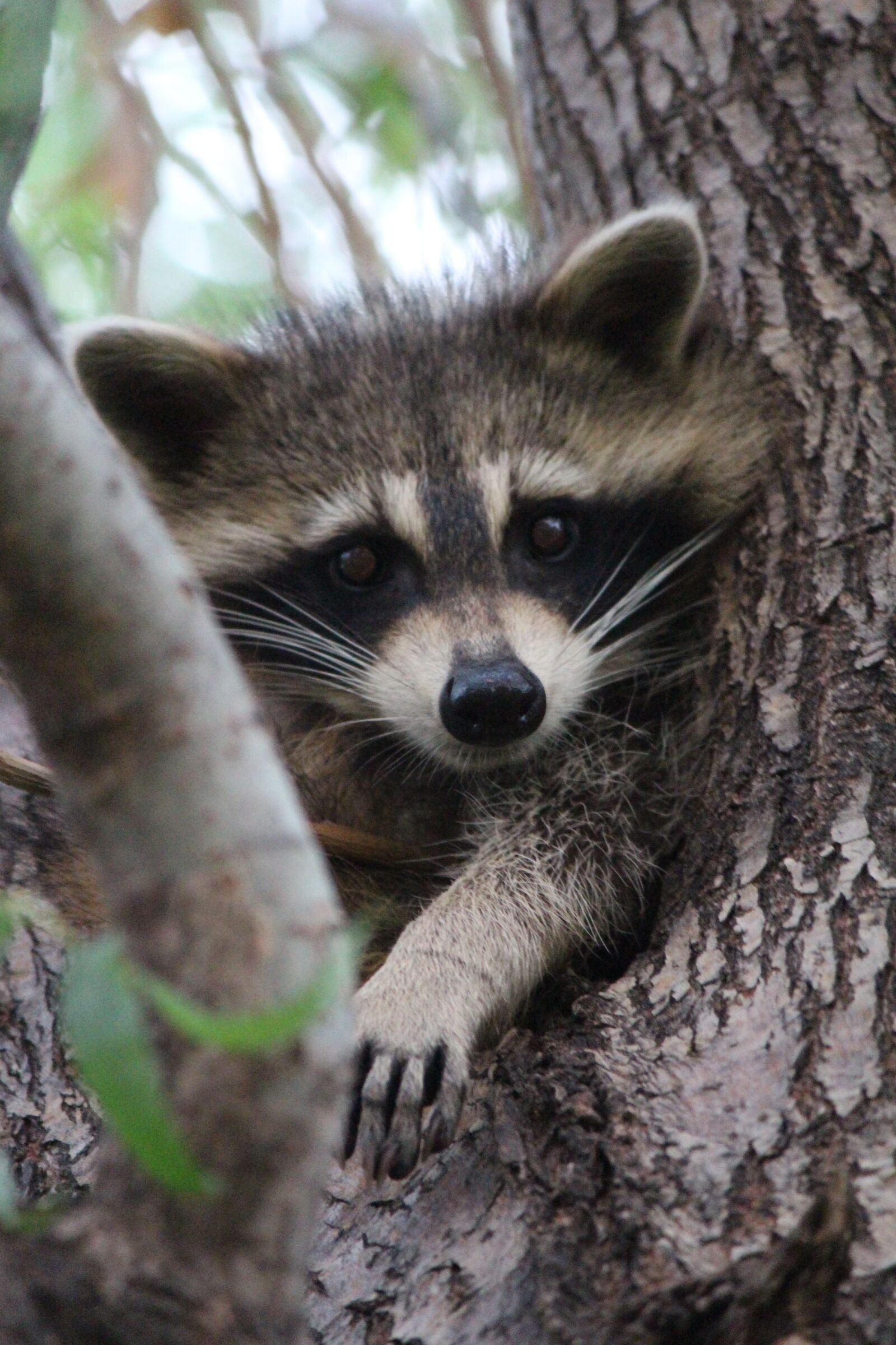 Canon EOS 650D (EOS Rebel T4i / EOS Kiss X6i) sample photo. Baby, raccoon, cute photography