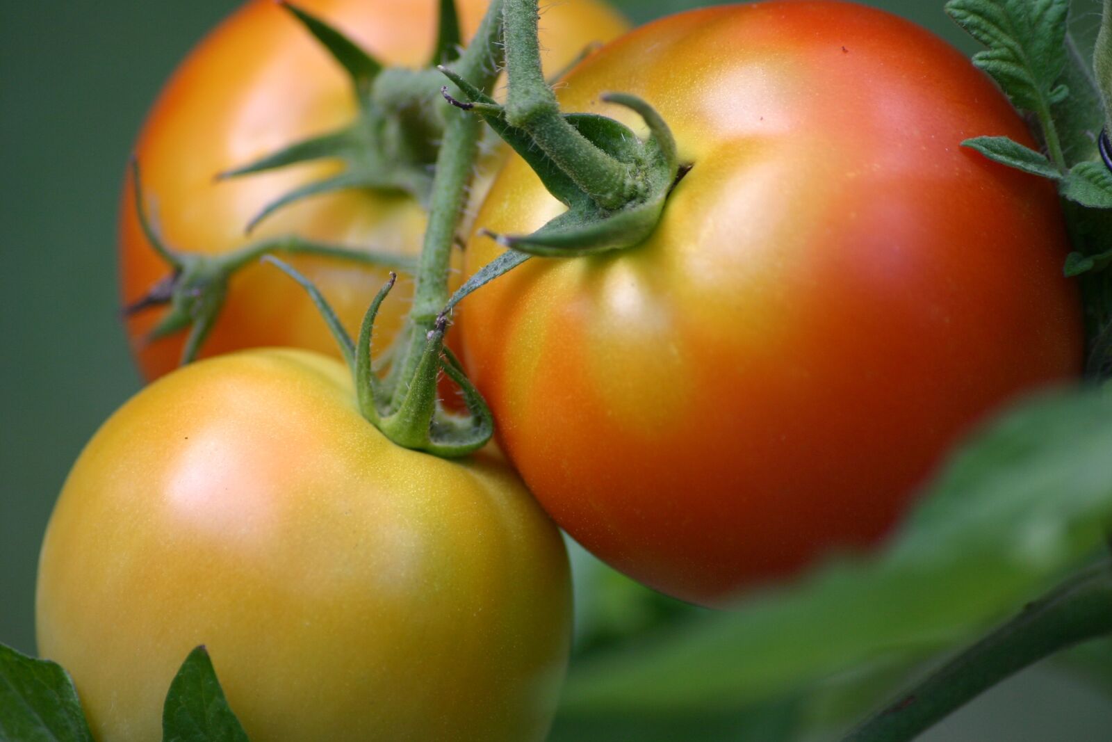 Canon EOS 300D (EOS Digital Rebel / EOS Kiss Digital) sample photo. Tomatoes, tomato, summer photography