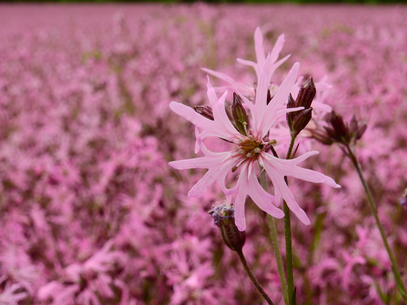 Nikon Coolpix P900 sample photo. Flower, blossom, bloom photography