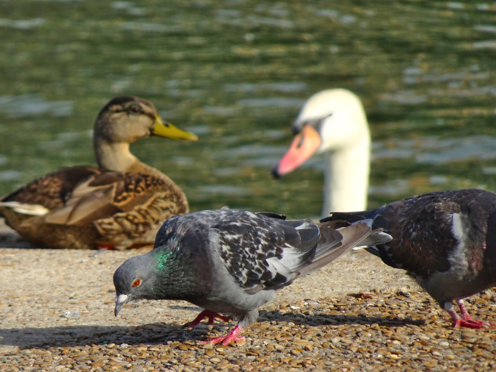 Sony Cyber-shot DSC-HX90V sample photo. Pigeons, ducks, swans photography
