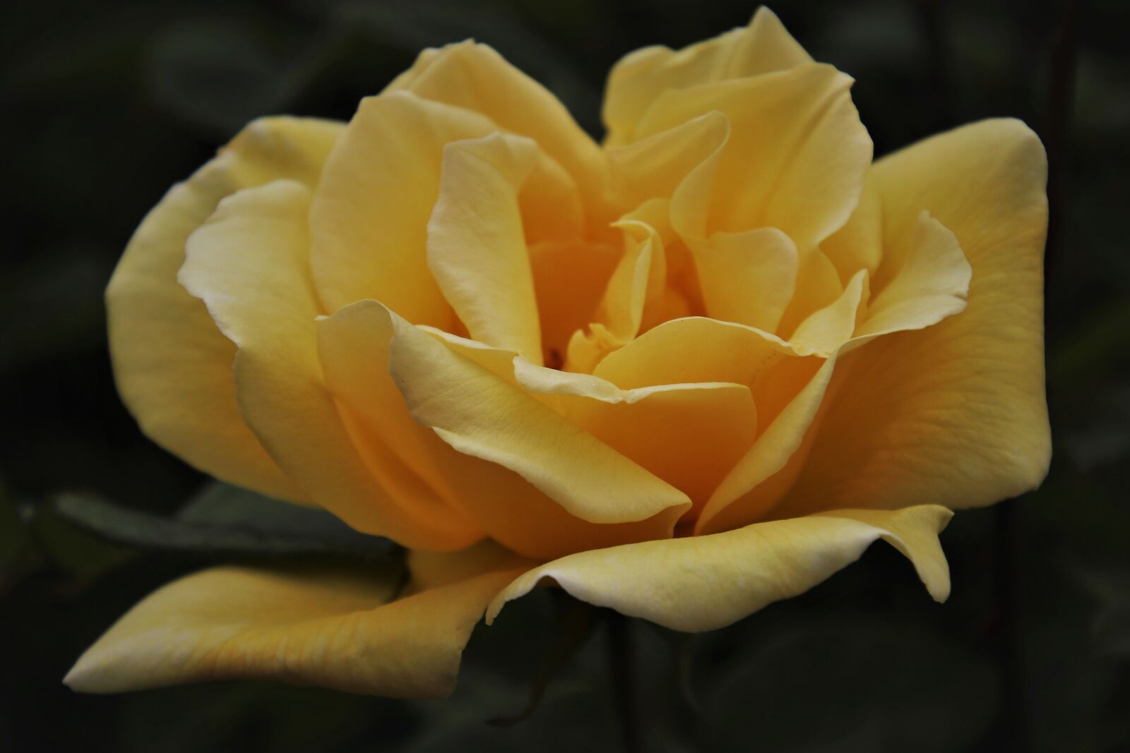 Canon EOS 80D sample photo. Flower, petals, rose photography